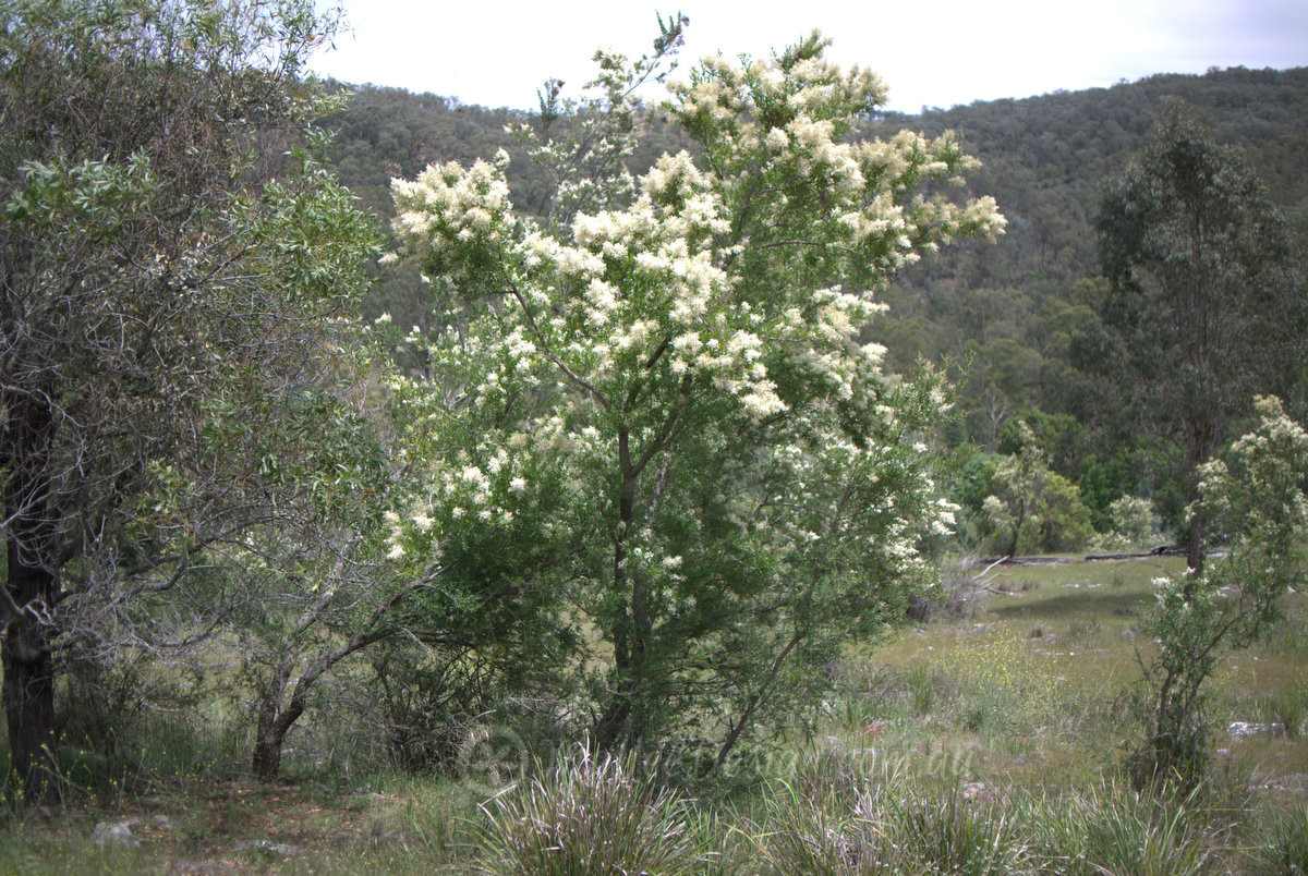 A young Blackthorn (Bursaria spinosa) around the size of the plant behind our place. Picture by Elena Martinez.