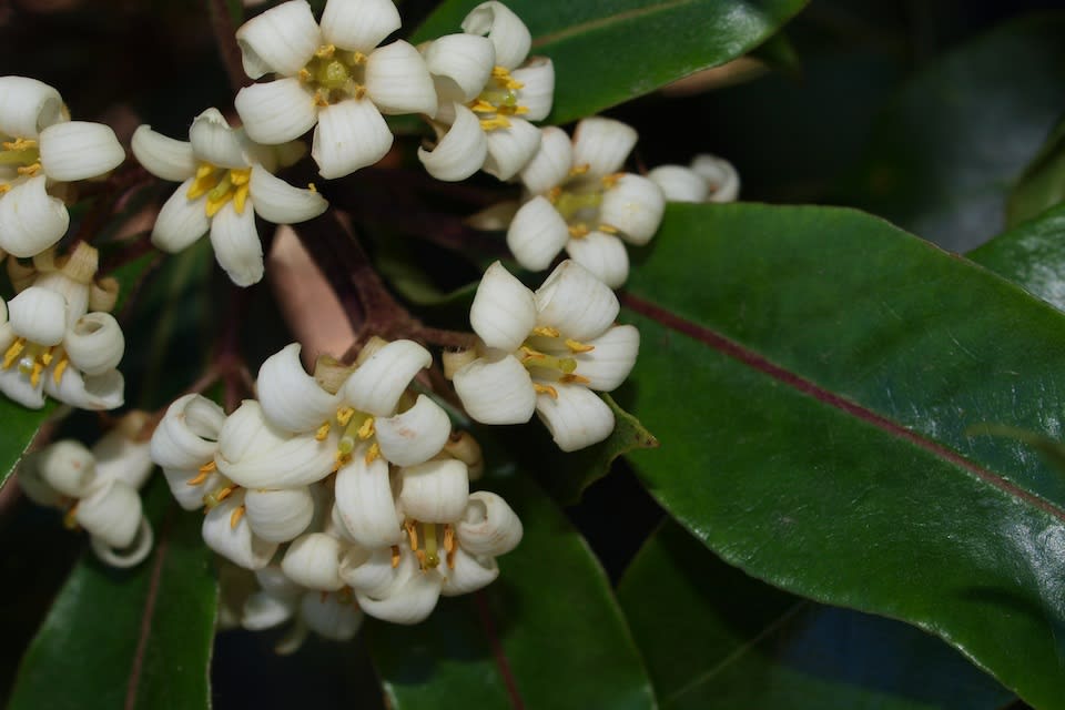 The sweetly-scented flowers of Native Daphne (Pittosporum undulated) appear in compound clusters, with white petals and prominent yellow stamens. Image by Byron McGregor-Cawthorne.