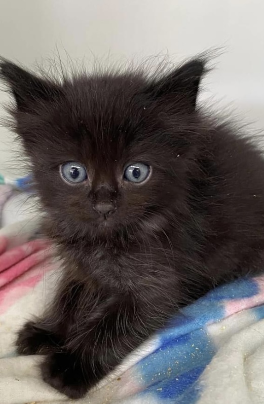 Kittens need a home!