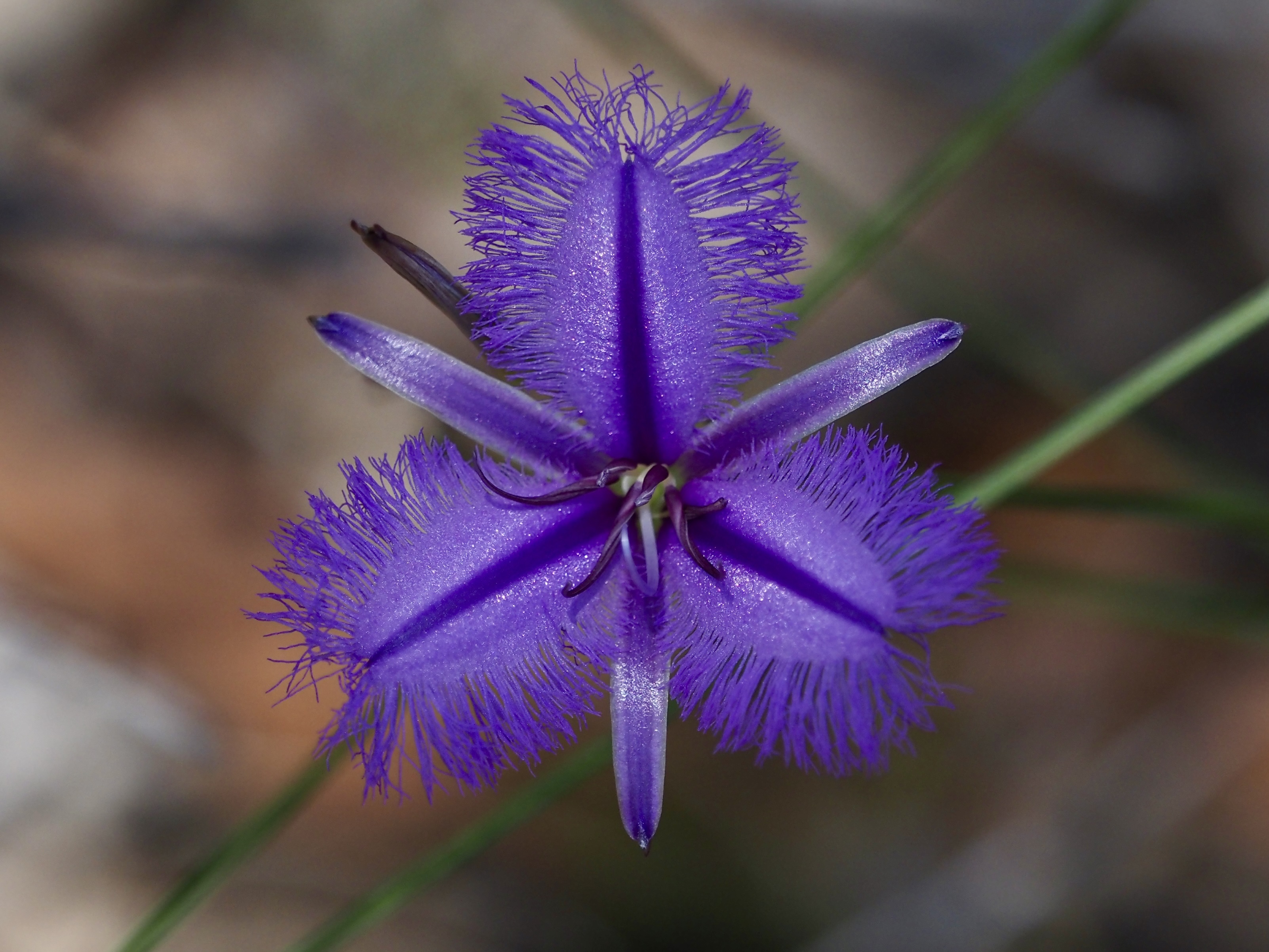 Nature Notes: A blood moon, a flower for a day and a call-out for Christmas Beetles  post image