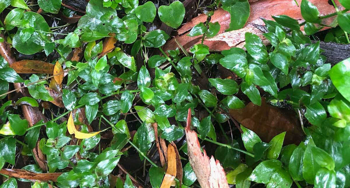 Trad (Tradescantia fluminensis), one of many widespread exotic plants that have become environmental weeds. Planting local native species avoids any risk of introducing the next major environmental weed to a waterway. Image by Emma Rooksby.