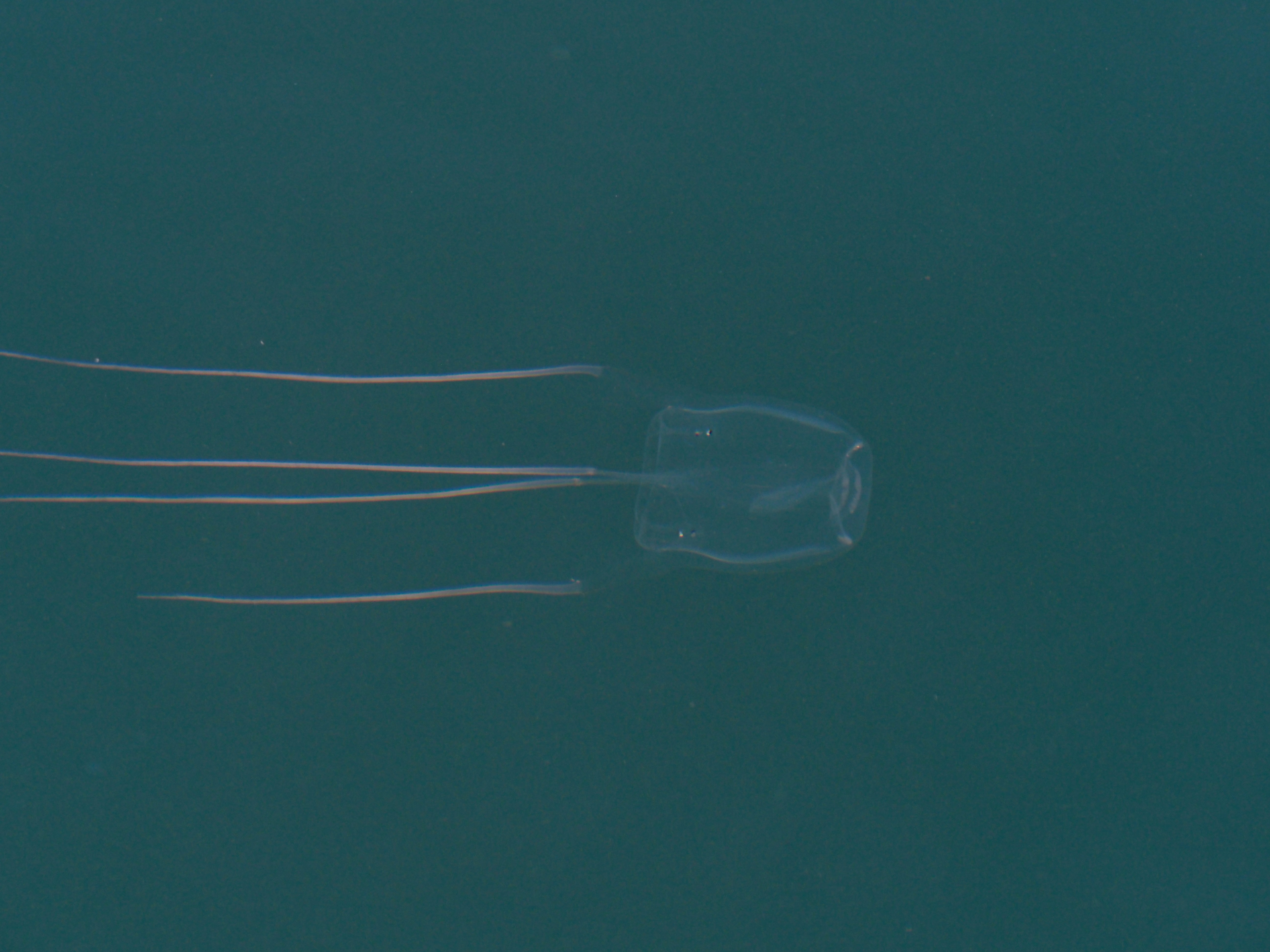 Box Jellyfish found in Wollongong, but it's not what you think