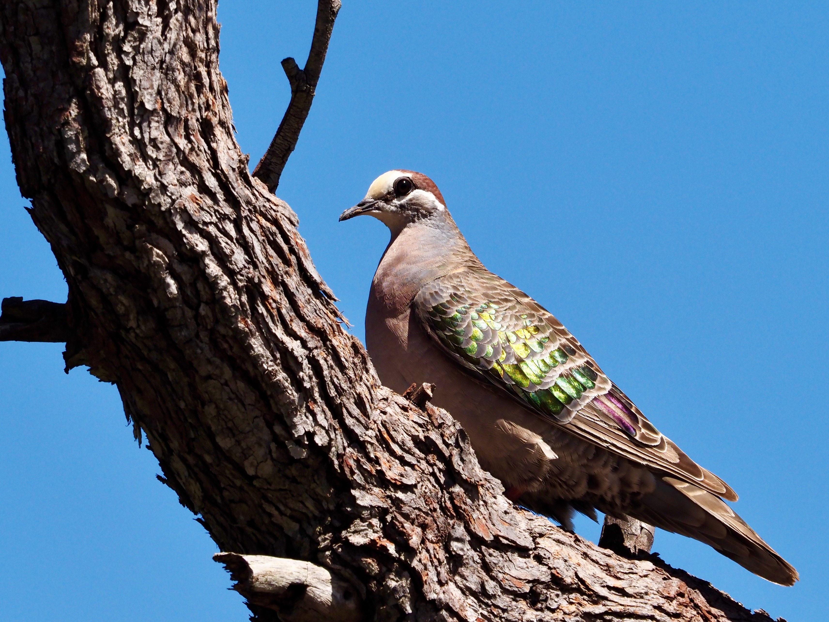 Joy to the watcher  post image
