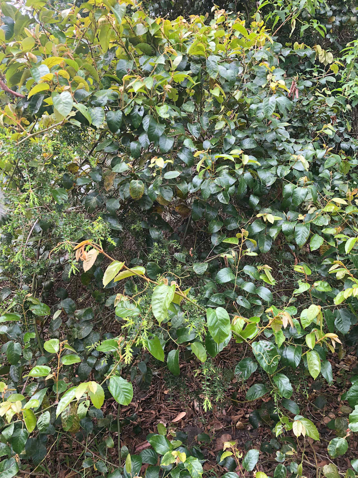 The distinctive leaves of Kangaroo Vine, with their glossy colour, toothed margins and obvious venation, make this vine stand out. Image by Emma Rooksby.