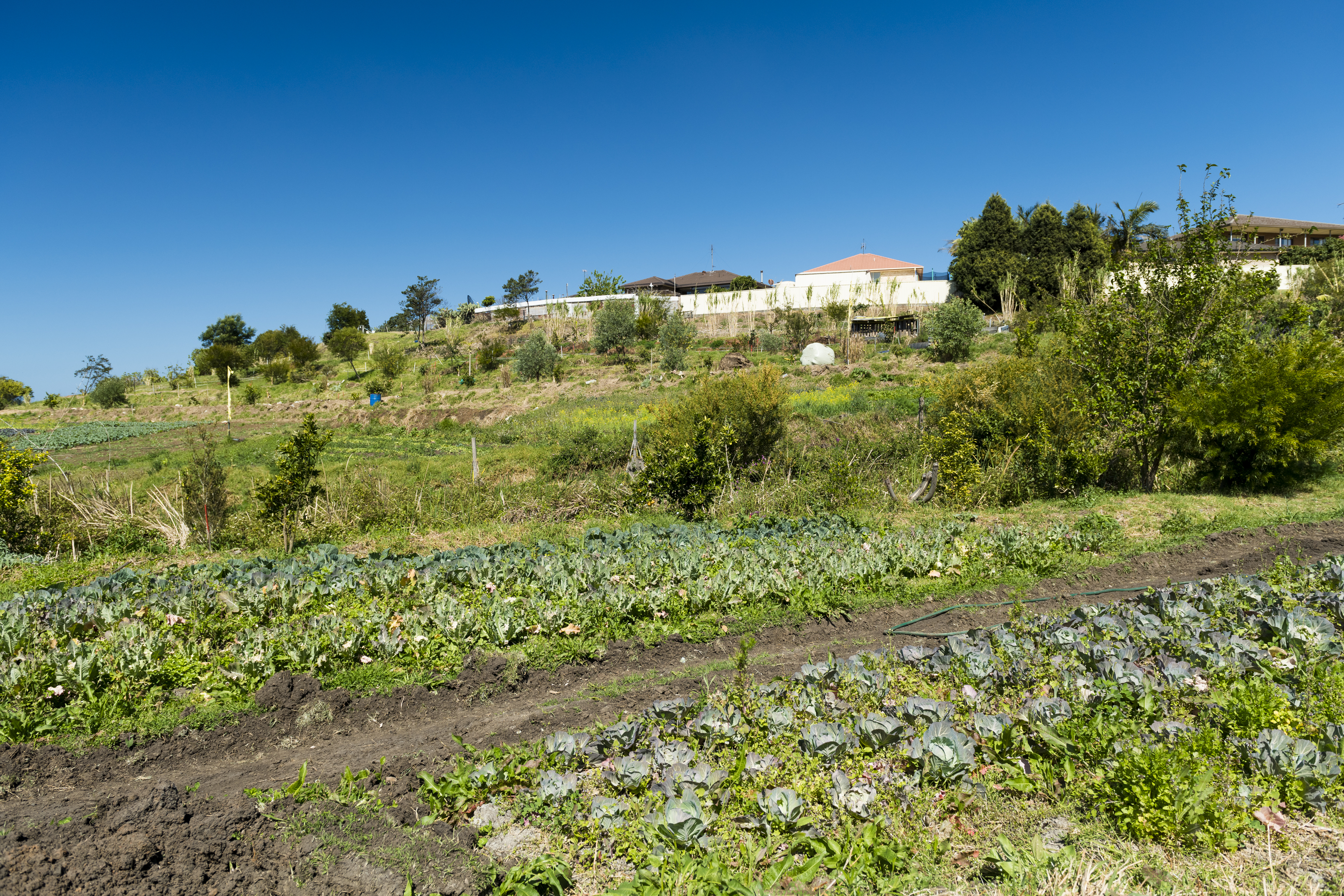 'The Illawarra is a hot bed of permies'