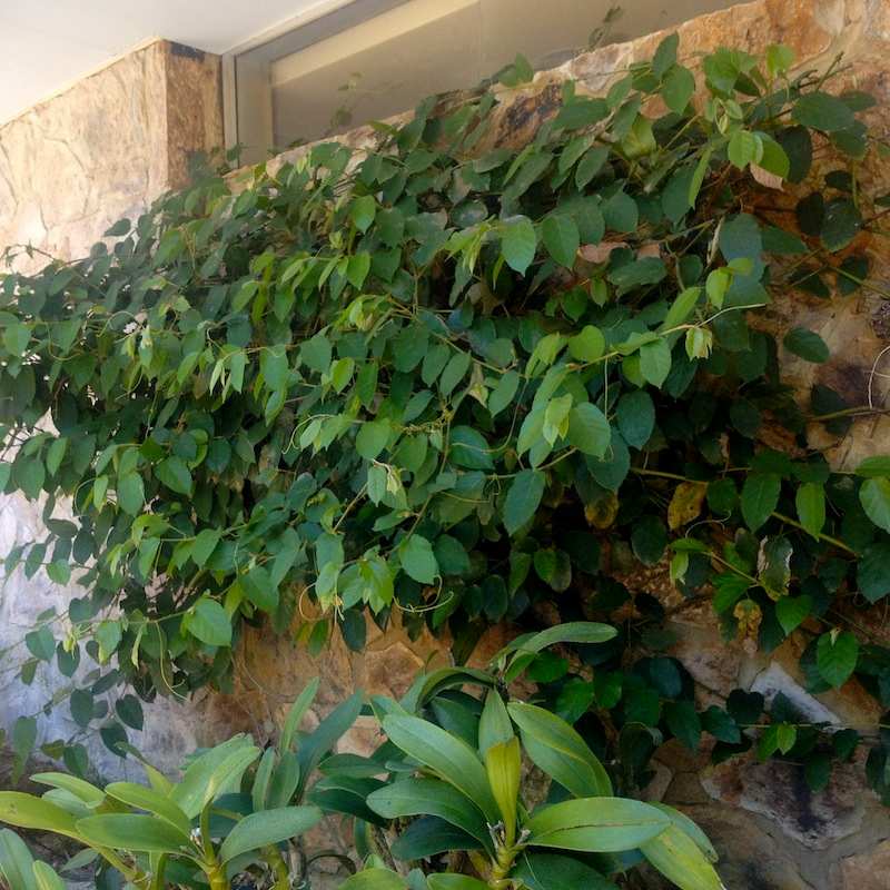 Decorative use of Kangaroo Vine at the Australian National Botanic Garden, in an area that receives little to no direct sunlight. Image by Emma Rooksby.