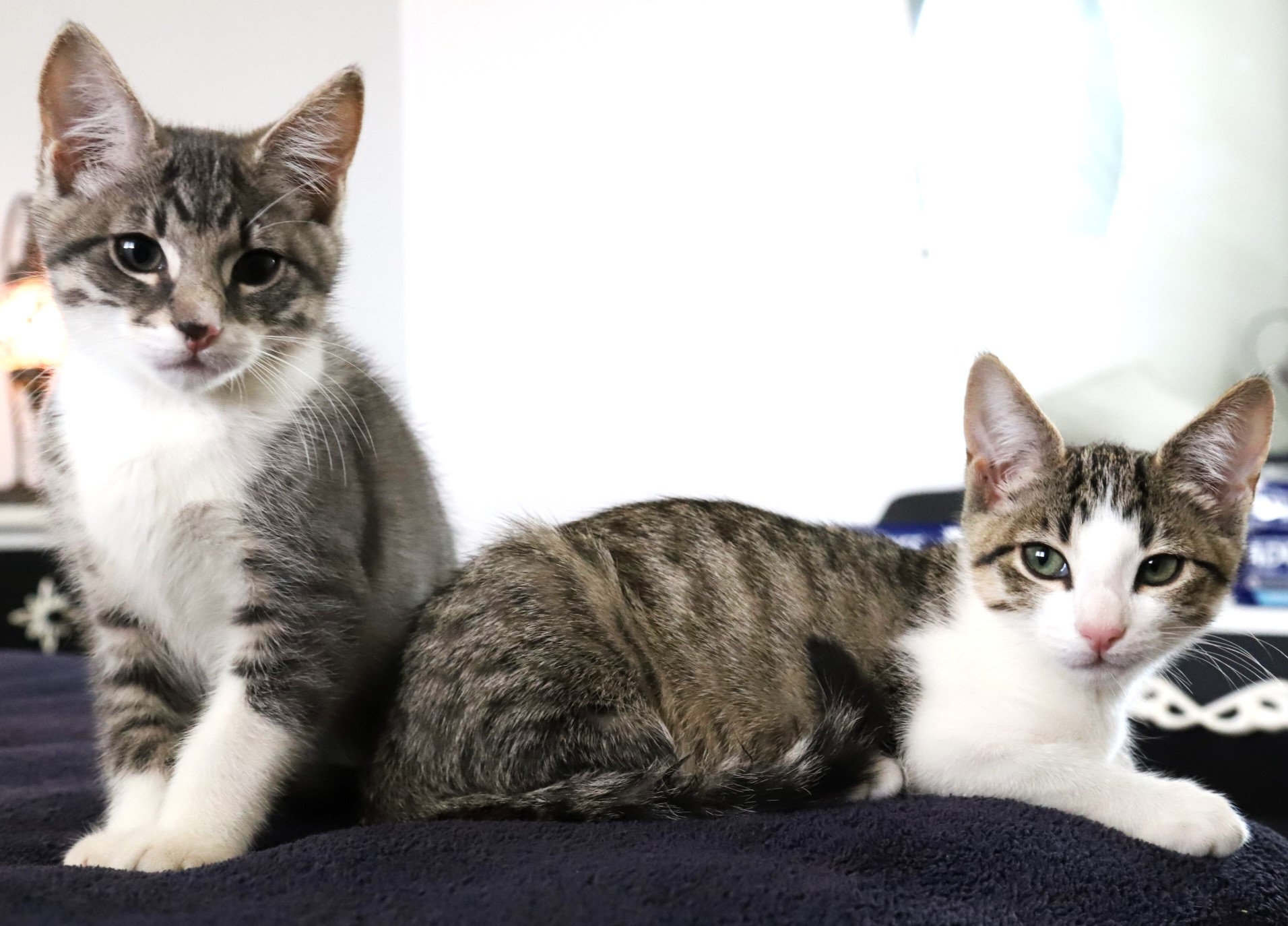 Wanted: loving homes for kittens  post image
