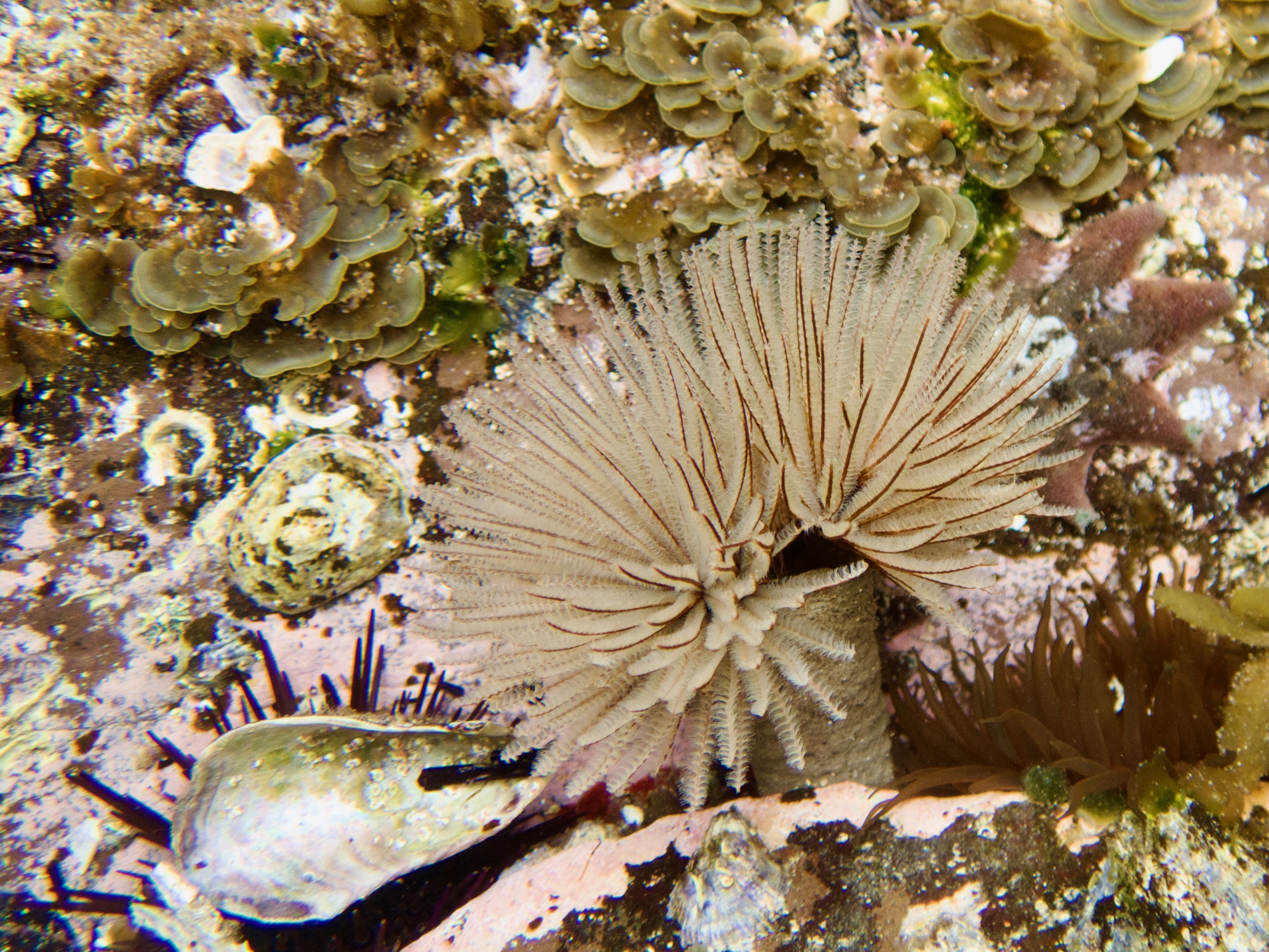 Rockpool Ramble: Way of the Worm