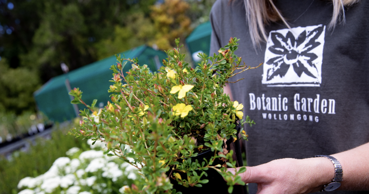 Nature Notes: Powerful owls, possums + a native plant sale  post image