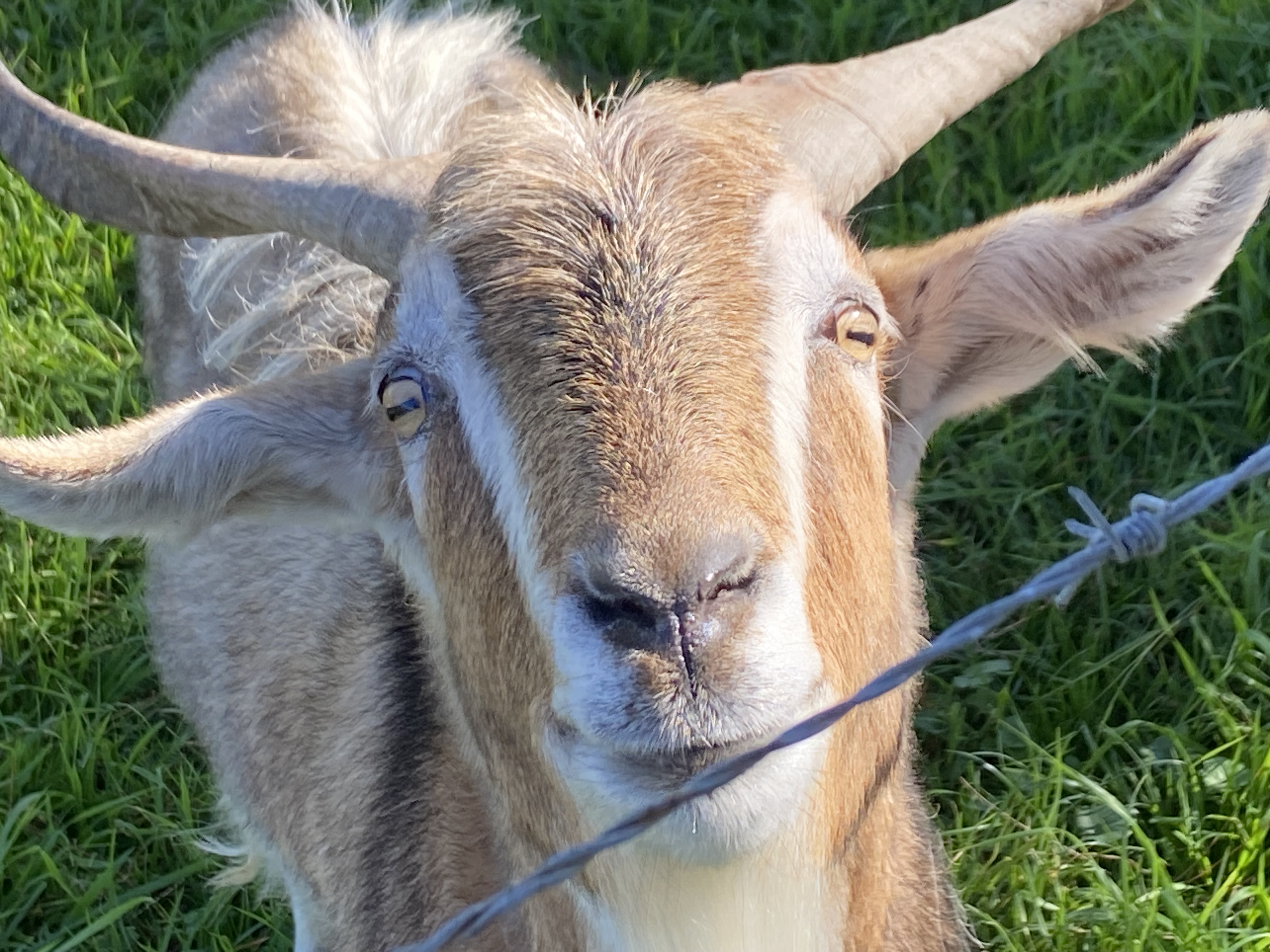 Goats trot into school farm