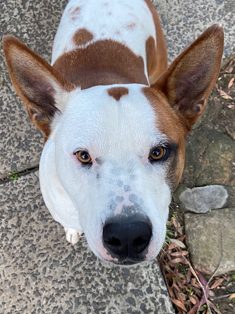 Adopt a dog: Finn needs a home