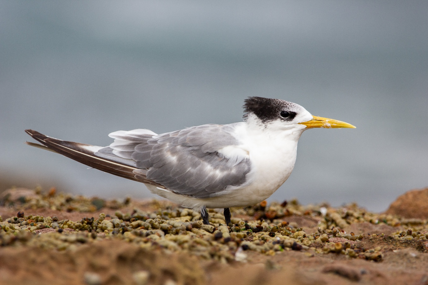 Bird of the Month: Greater Crested Tern