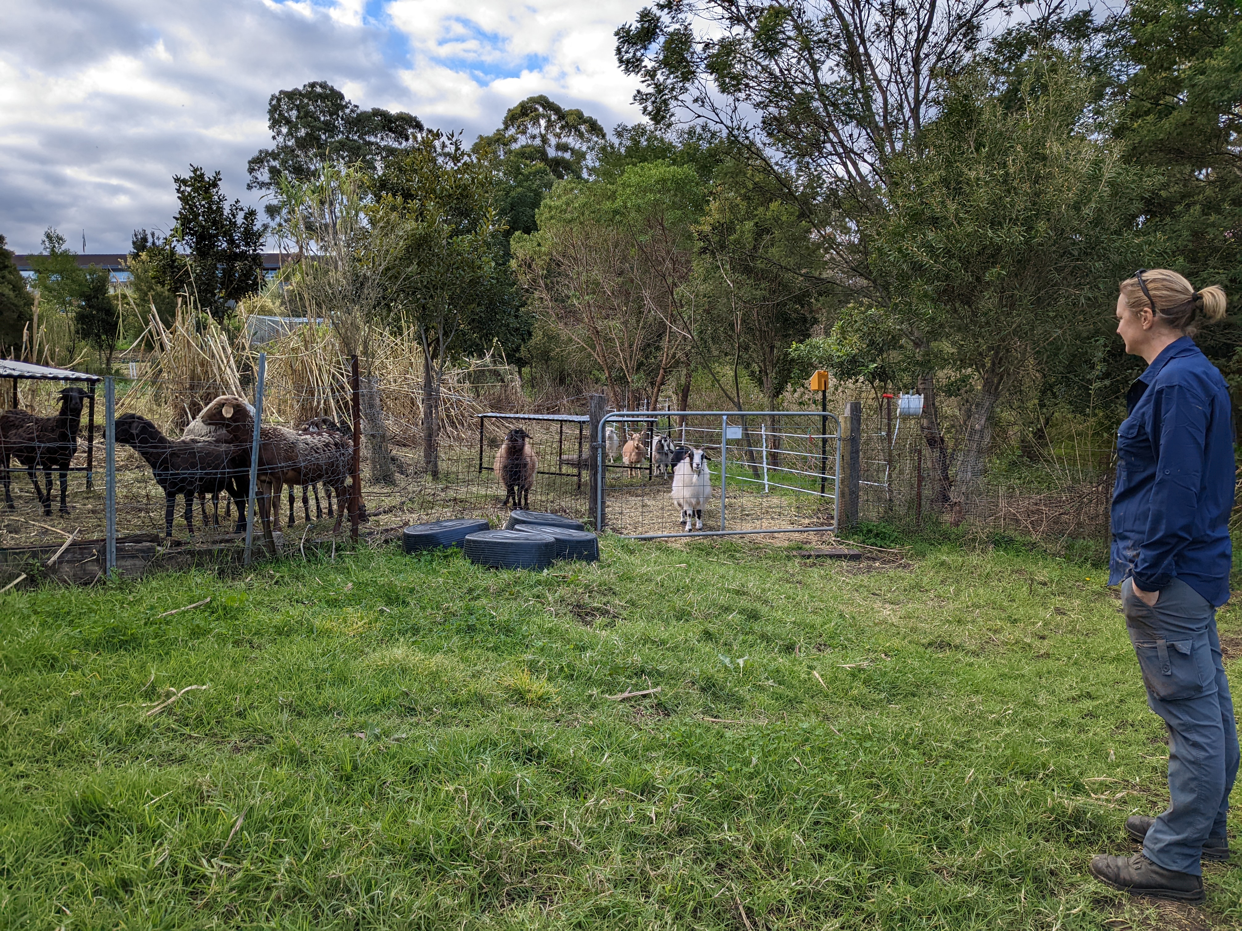 Pork and lamb from Green Connect  post image