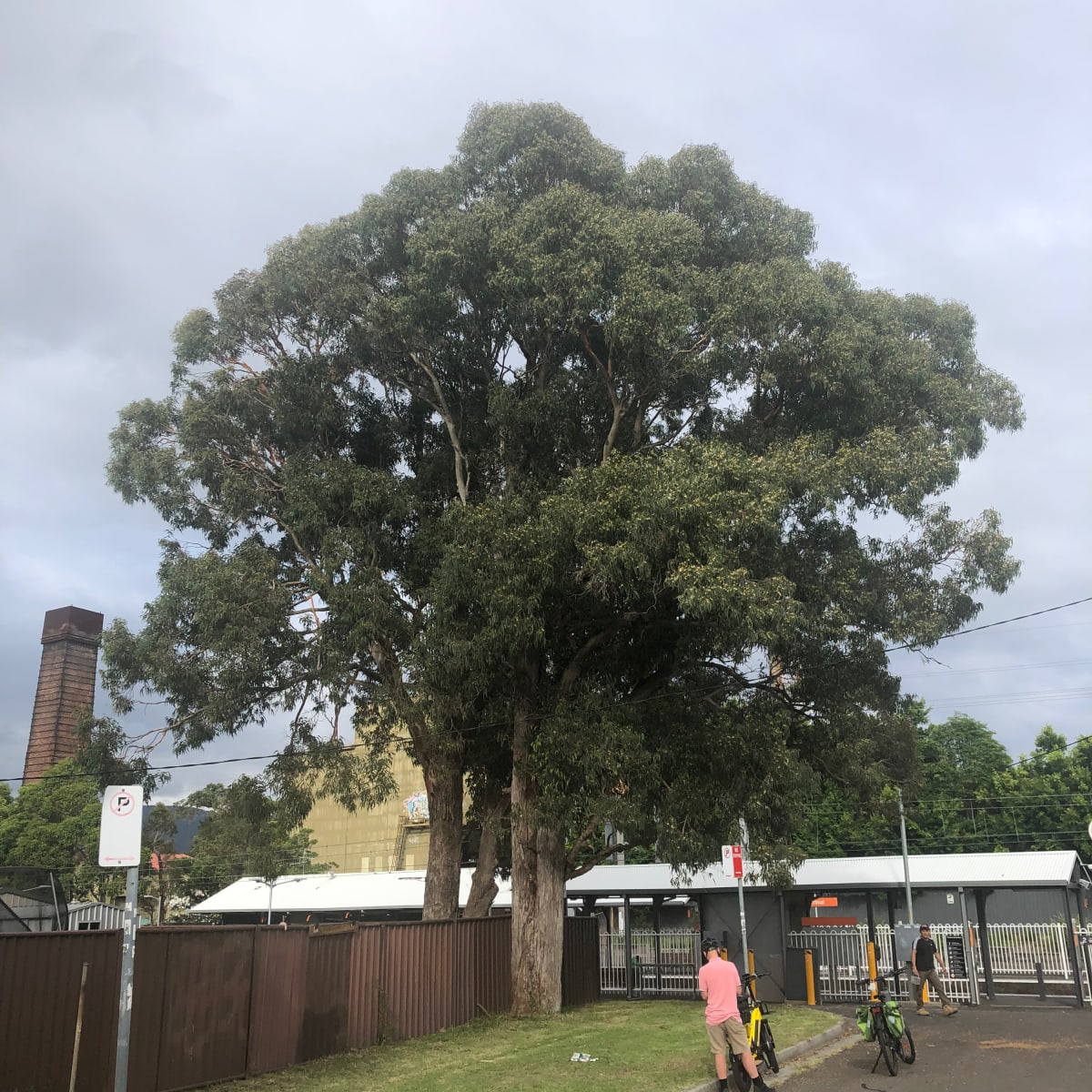 Woollybutt (Eucalyptus longifolia) growing near Corrimal Railway Station. Image by Leon Fuller.
