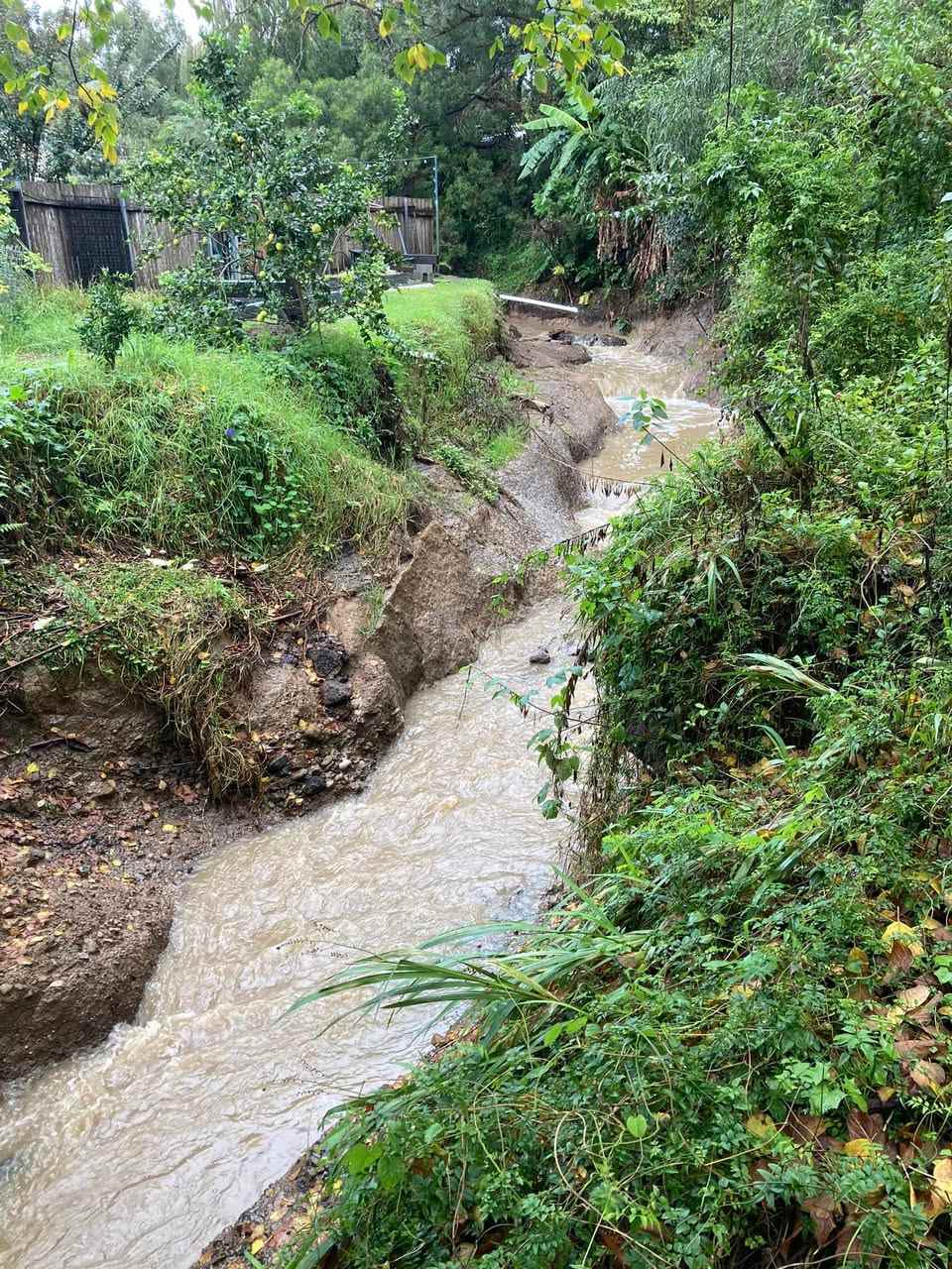 One of many highly developed local waterways, Cabbage Tree Creek, has been constrained by decades of intense development. Now constrained to a small portion of its original width, and 'straightened' and 'channelised' to allow more housing lots, the Creek now carries immense amounts of water, creating erosion problems. Image by Ruth Garland.