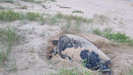 Turtle eggs incubated for best chance of success  post image