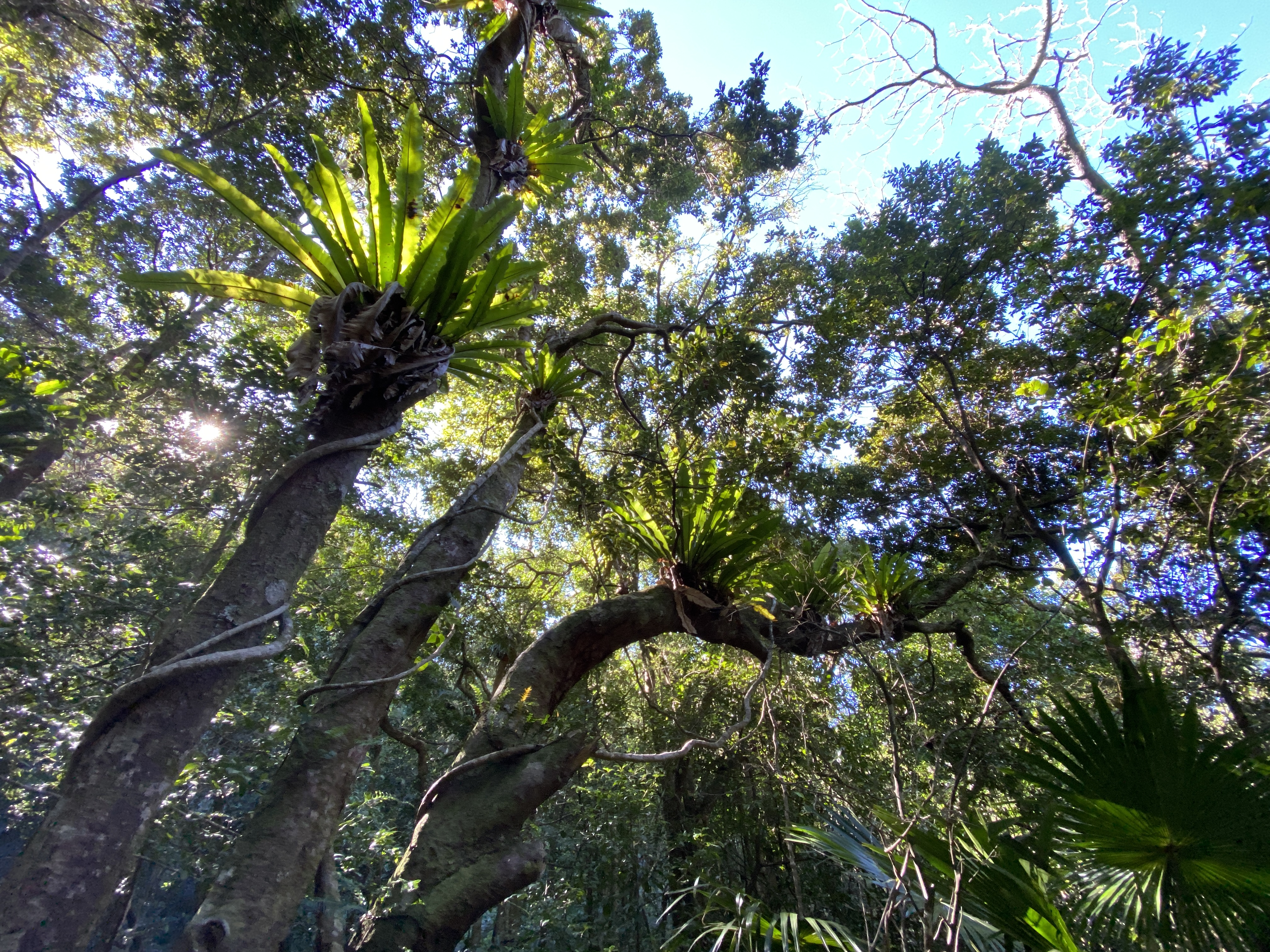 Minnamurra Rainforest: Ancient, beautiful and perfect for screaming children!  post image