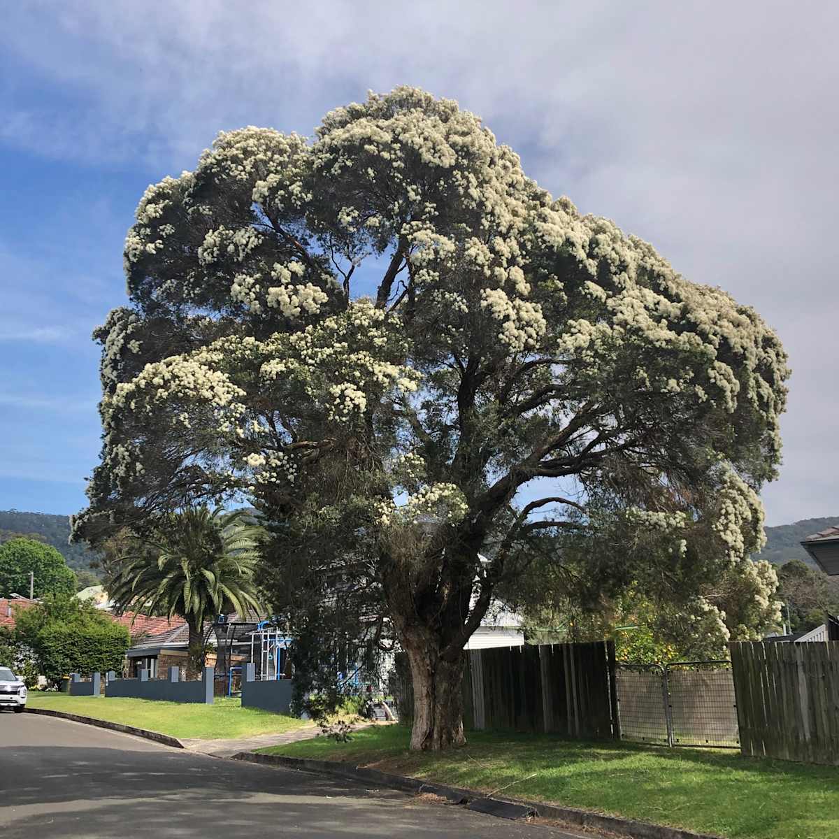 This beautiful Snow-in-Summer on Cottage Green in Fairy Meadow is really flowering well this year. I caught it slightly after its very best and the 'snowy carpet' is slightly less than continuous. But it's stunning nonetheless. Image by Emma Rooksby.