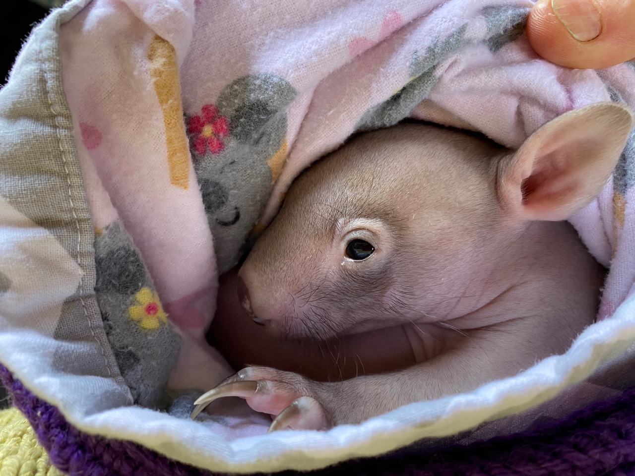 Look out! Marsupials about: WIRES calls on drivers to take care on our roads