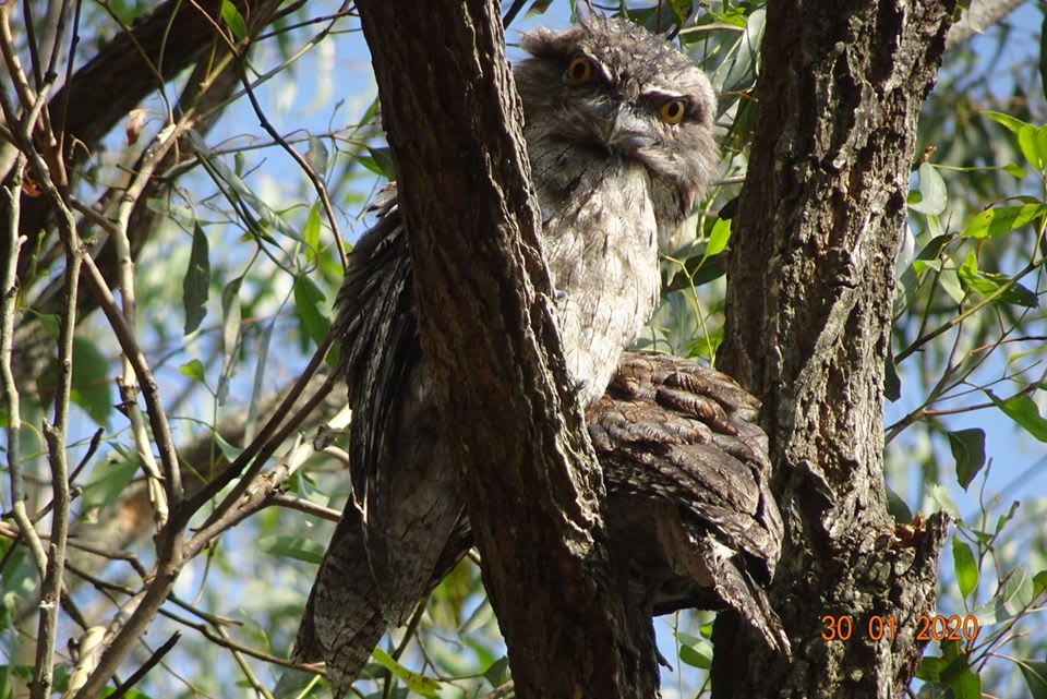 A Grey Ironbark in the Berry area hosting a pair of Tawny Frogmouths. Image by Bill Pigott.