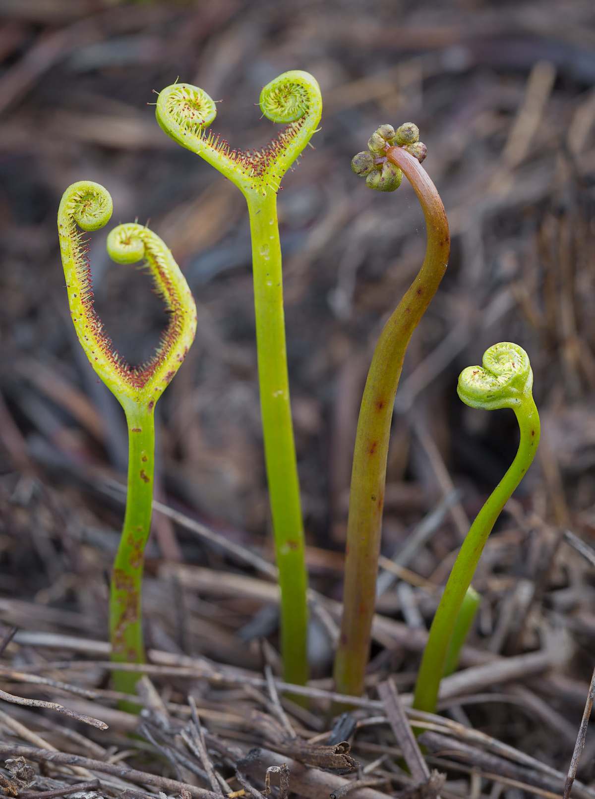 The Forked Sundew (Drosera binata) is another plant characteristic of coastal upland swamps. This plant was photographed on Maddens Plains by Keith Horton. 