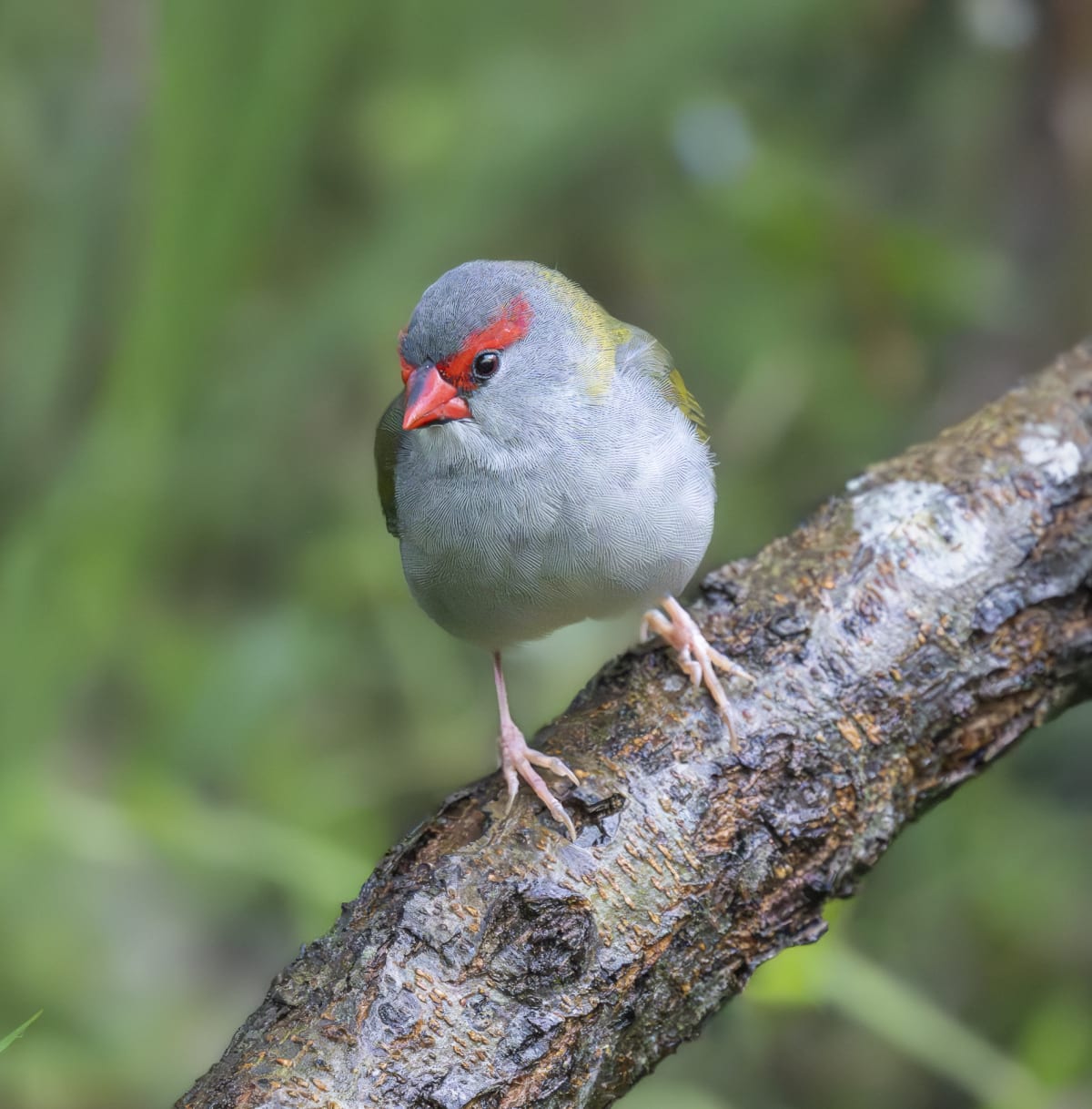 One of the many species of small bird that frequent Coastal Wattle, the Red-browed Finch can currently be seen in large numbers, often foraging in mixed flocks that include wrens and other species. Image by Keith Horton (c).