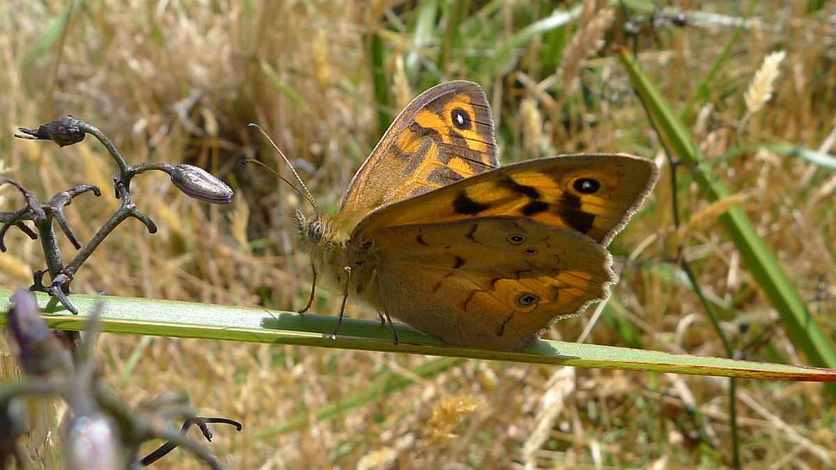 A beautiful picture of the Common Brown butterfly (Heteronympha merope), taken by John Tann and shared on Flickr with a Creative Commons license (https://creativecommons.org/licenses/by/2.0/).
