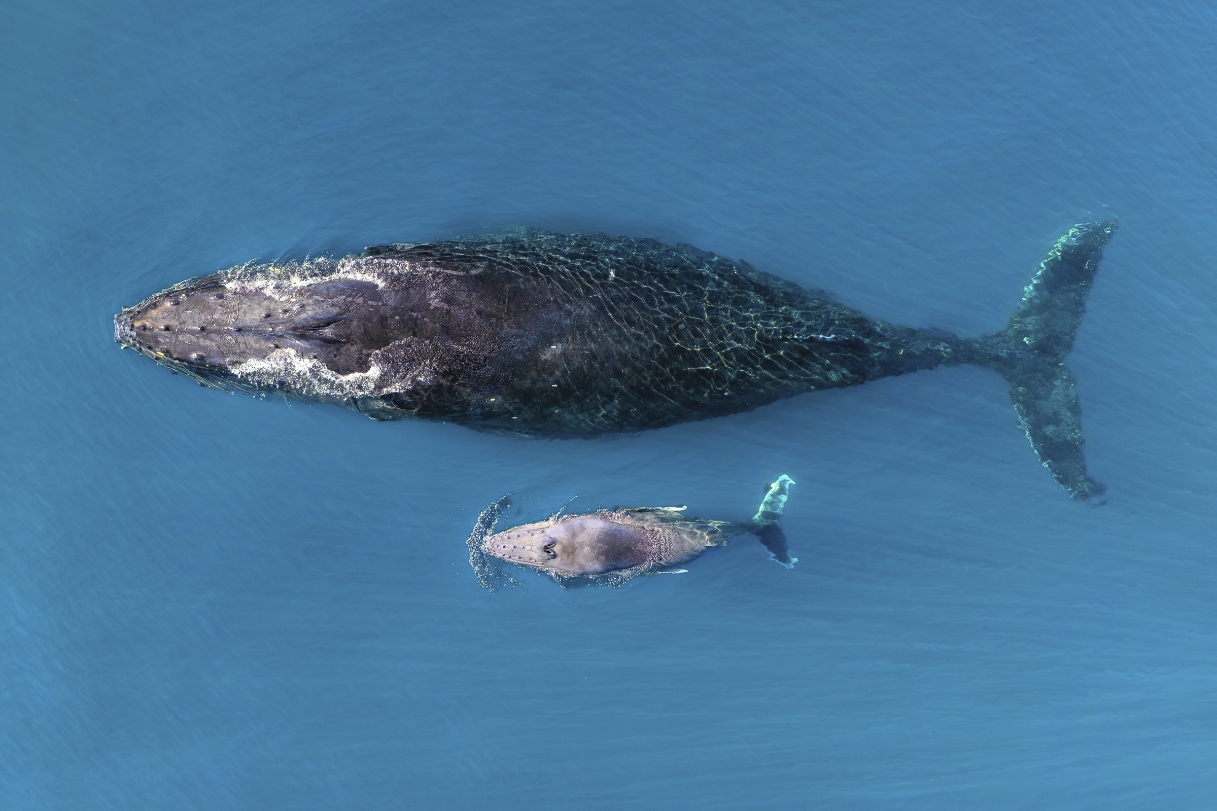 Women watching whales: How career changes opened up volunteer work at ORRCA