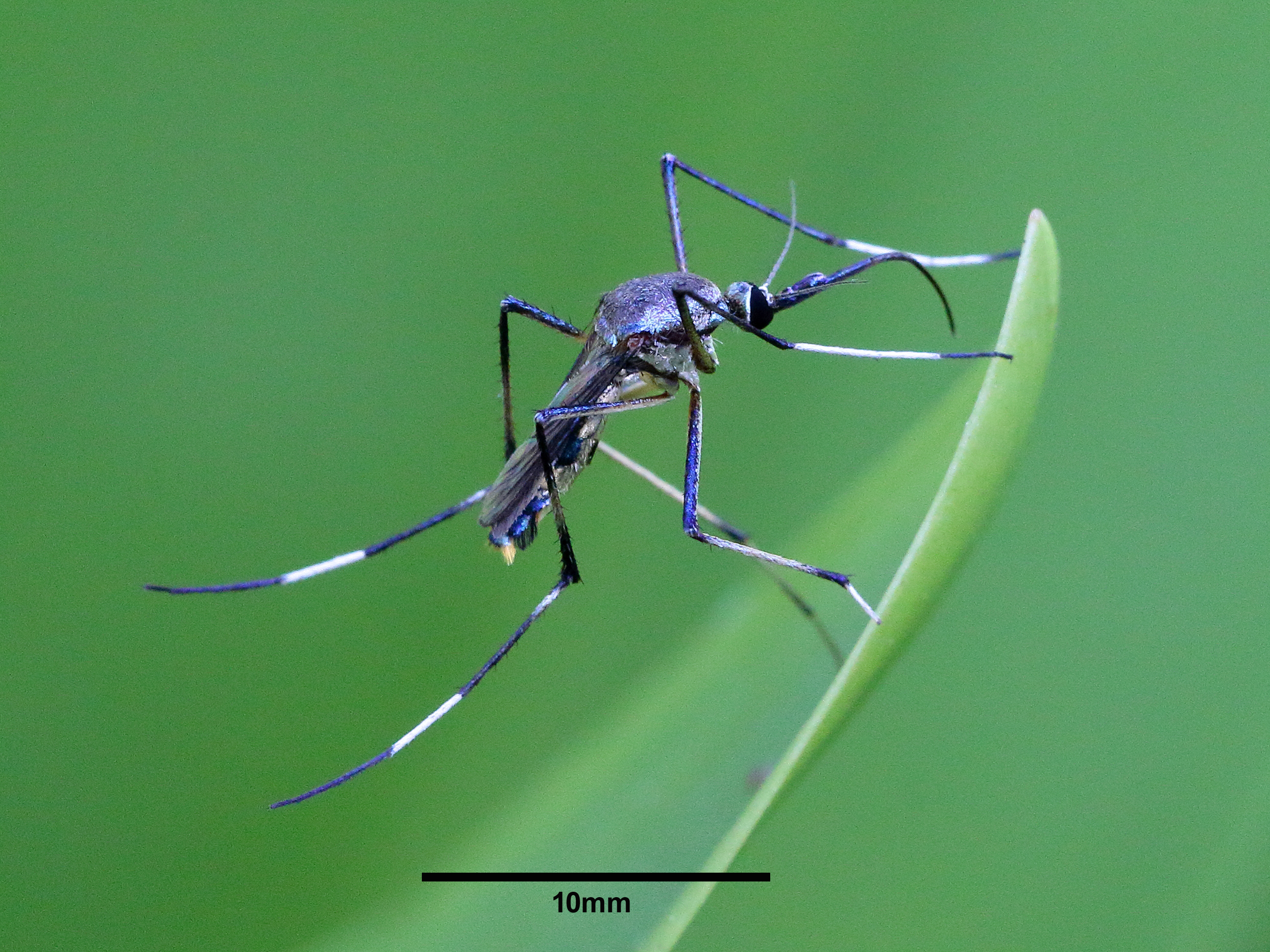 Mythbusting Mozzies: When not to swat & why Jurassic Park got it wrong
