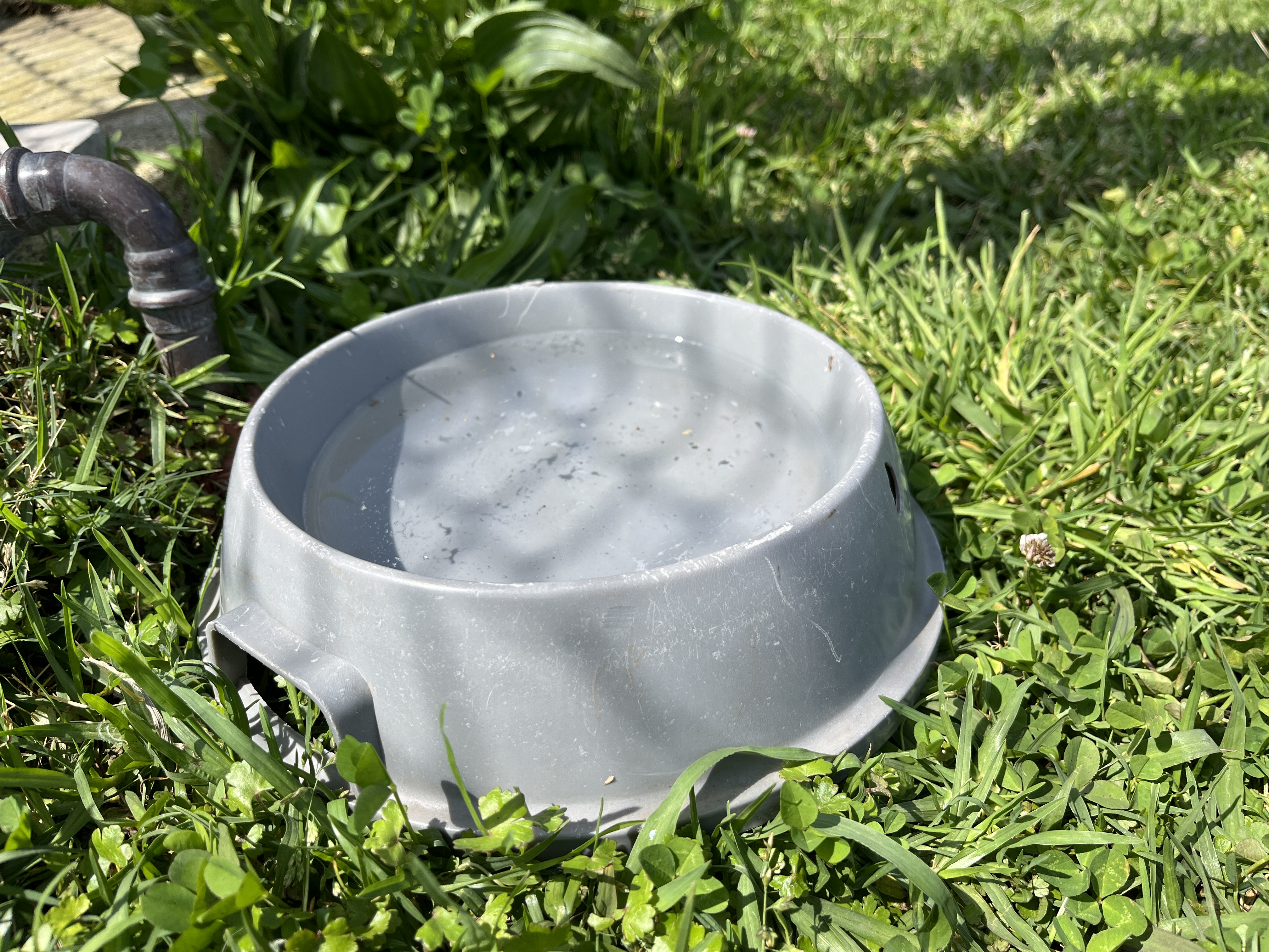 Fatal leptospirosis case in Helensburgh prompts call to keep dogs' vaccinations up to date