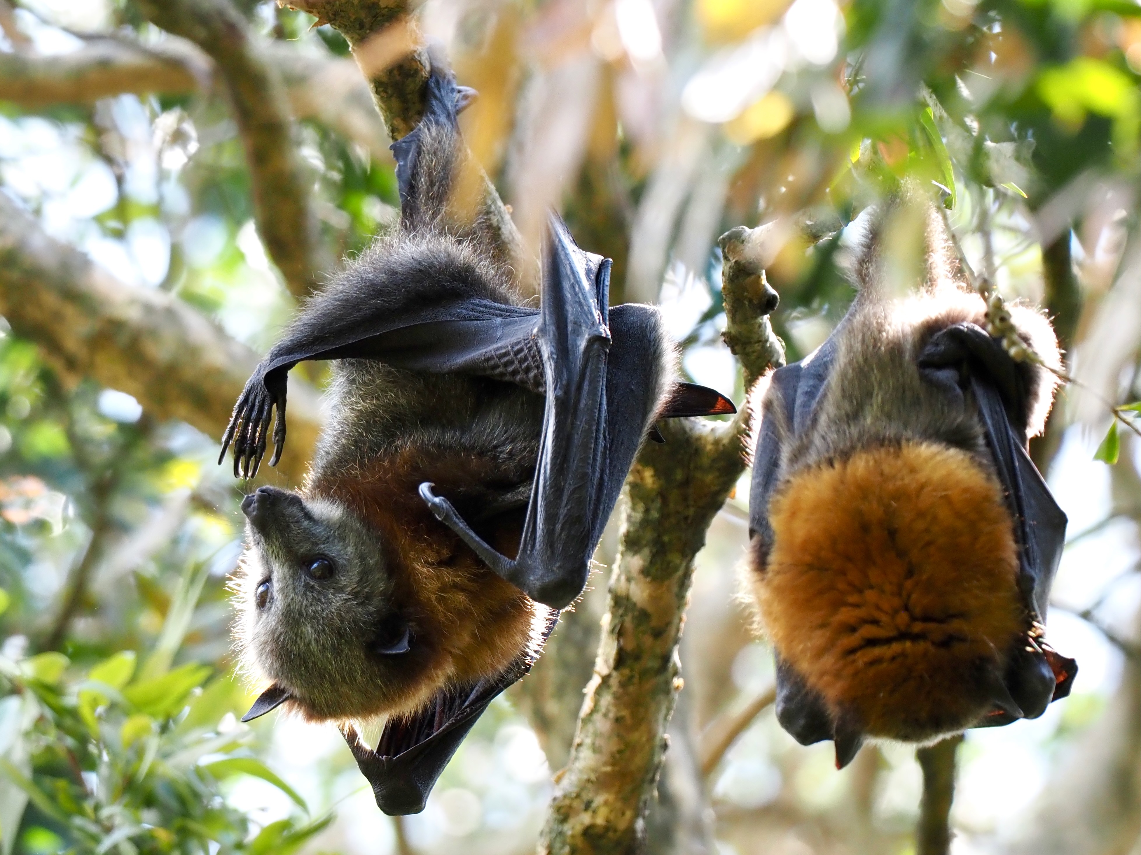 Urban Jungle: Blackbutt Forest Reserve, Shellharbour  post image