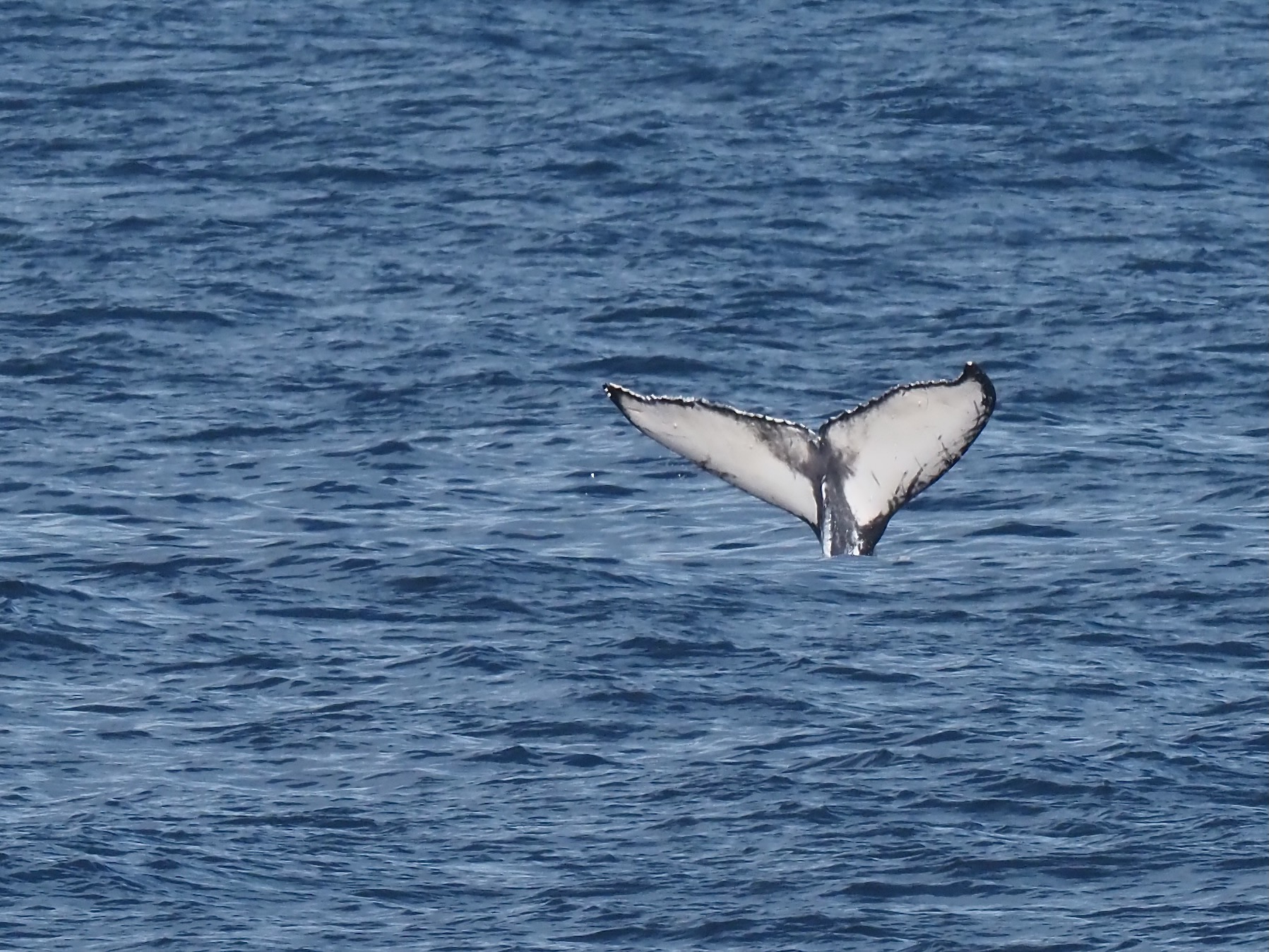 Whale of a tale proves to be fake news