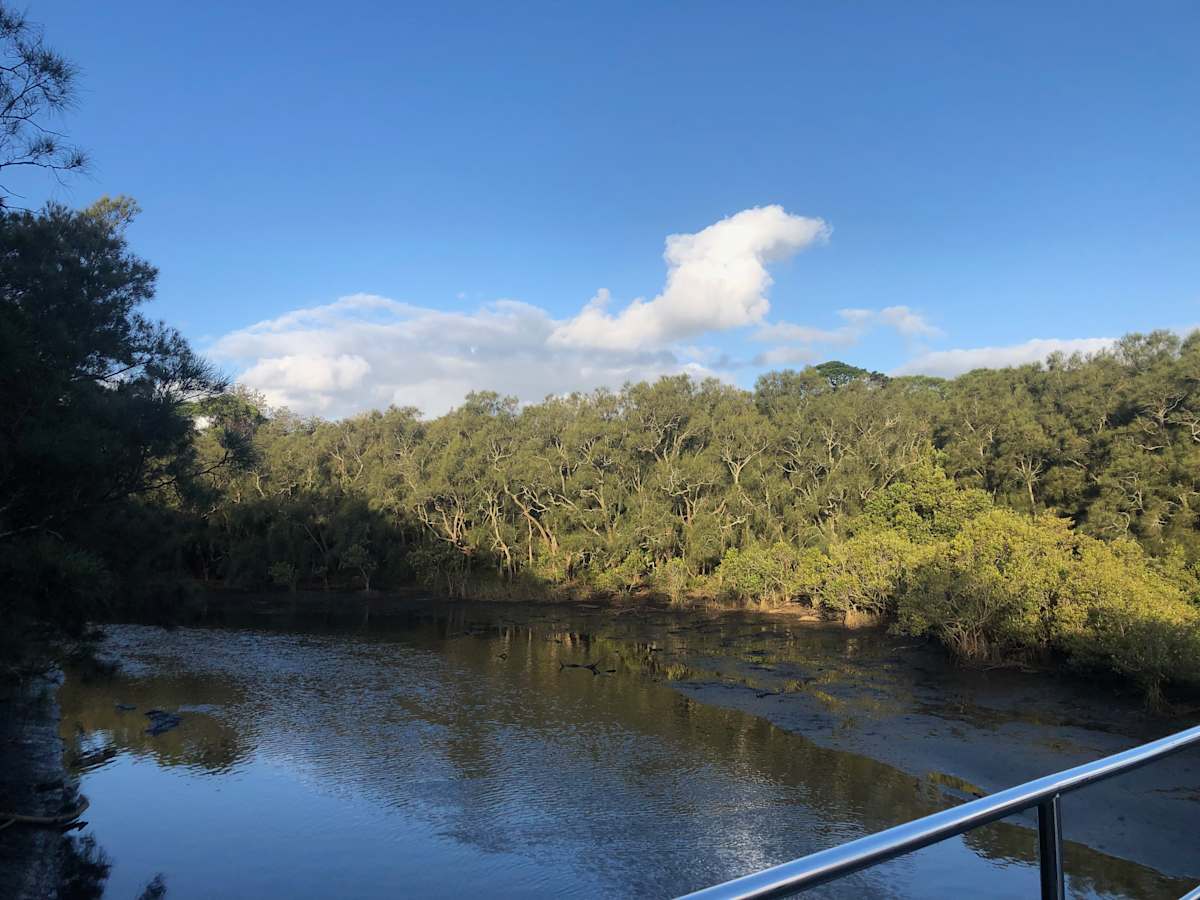 Fairy Creek in Puckeys Estate, shortly east of where Cabbage Tree Creek joins it. This is an area of the waterway that is being looked after. Image by Emma Rooksby.