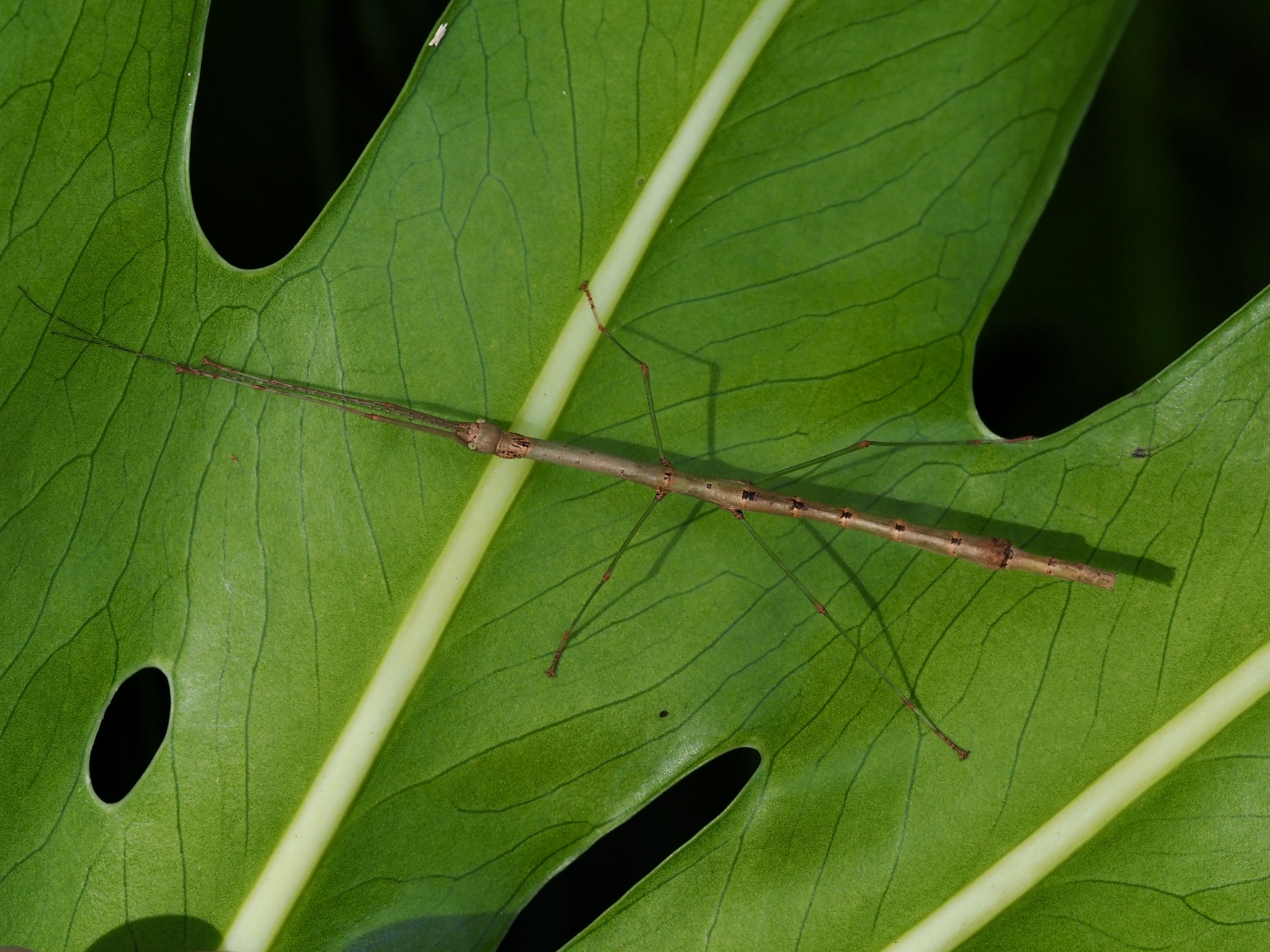 Nature Notes: Stick insects, top-knot pigeons and the CoastSnap app  post image