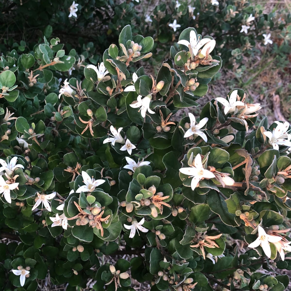 The decorative flowers of Coast Correa, point in all different directions on the naturally rounded exterior of a mature plant. Image by Emma Rooksby.