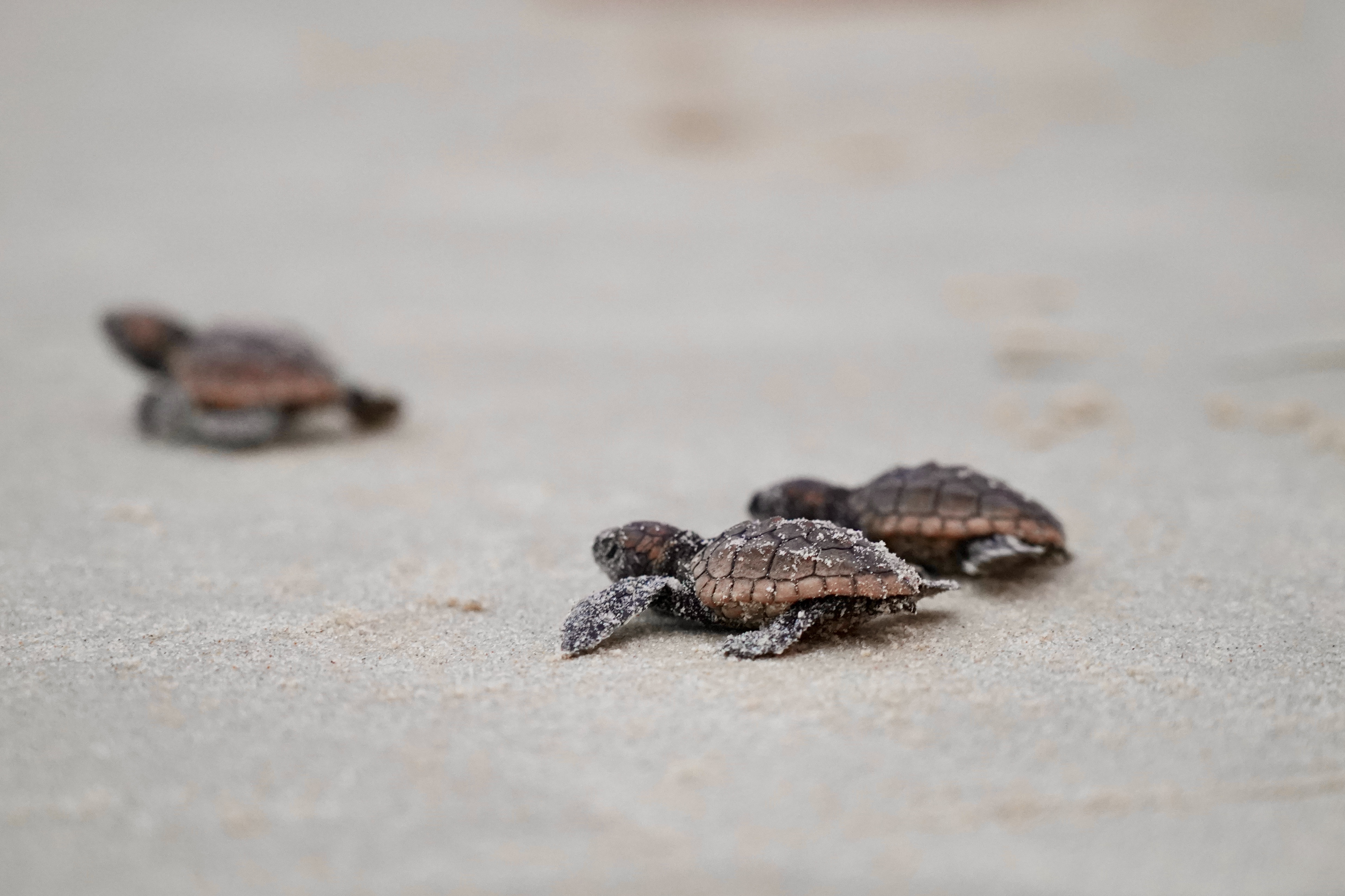 Turtle Watch: Locals asked to look for rare visitors