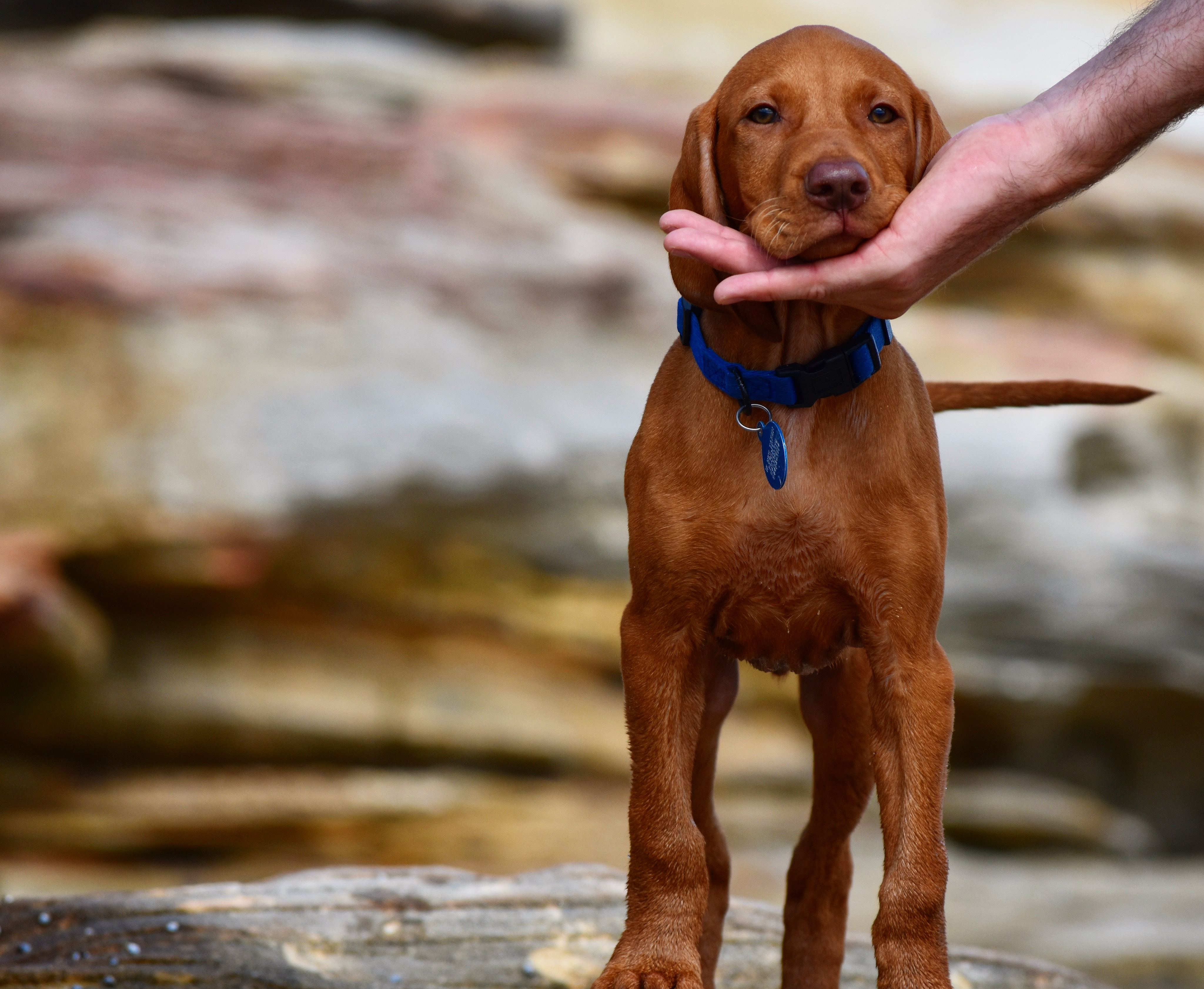 Parenting FAQ: We have small kids, should we get a dog?