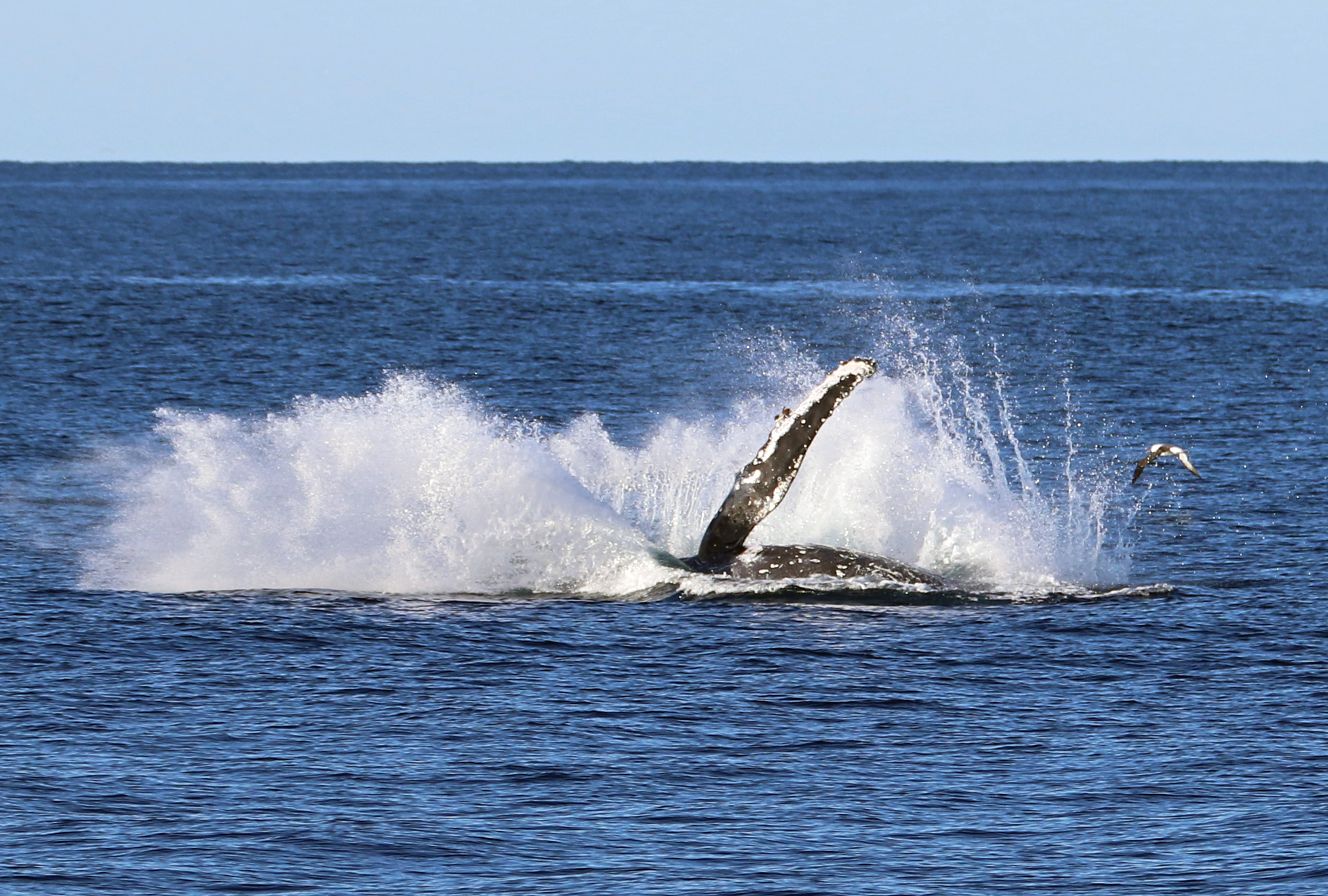 Take a scenic cruise with Shellharbour Wild