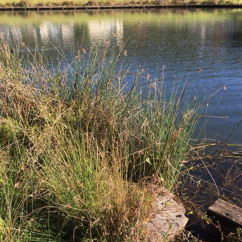 Jointed Twig-rush (Machaerina articulata) is a tall rush that tolerates some salinity. It is often to be seen on waterways on the coastal plain, particularly near the ocean. Image by Emma Rooksby.