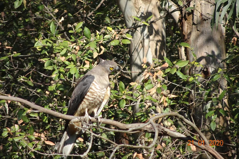 Concluding image by Bill Pigott, showing a Crested Baza bird hanging out in a Turpentine tree. Pacific Bazas are small hawks that live on a range of insects, lizards, frogs, and fruit. They can often be seen in wet and dry eucalypt forests where Turpentines are present. Image by Bill Pigott.