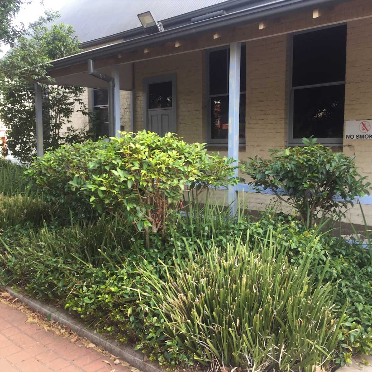 The charming small Cheese Trees at Unanderra shops (not mentioning any particular names). They are small and charming, and I suspect a pair of shears has been involved. As I don't have any records of this species being managed as a hedge or shrub, I'm keen to find out more. Image by Emma Rooksby.