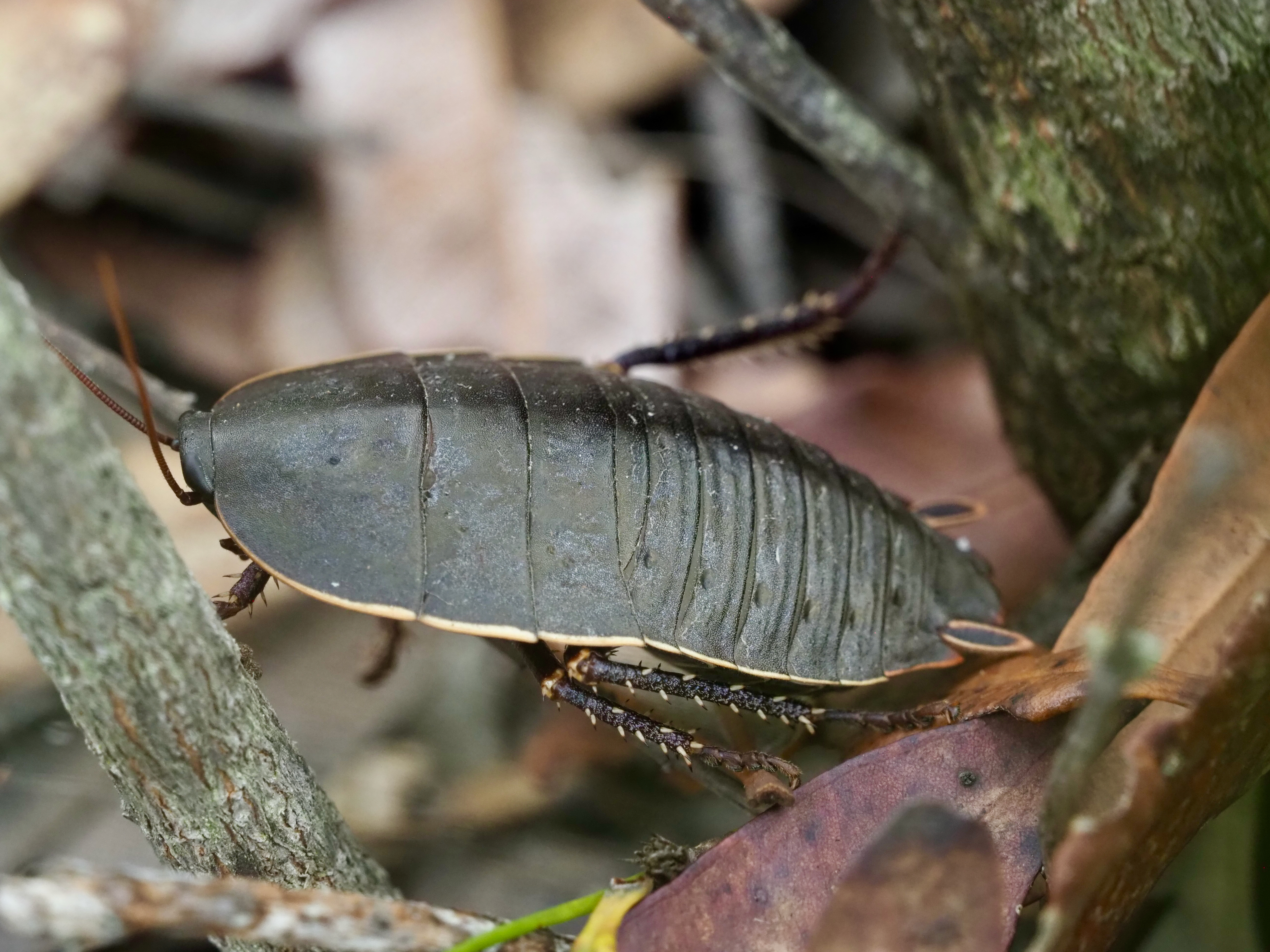 The Botany Bay Cockroach  post image