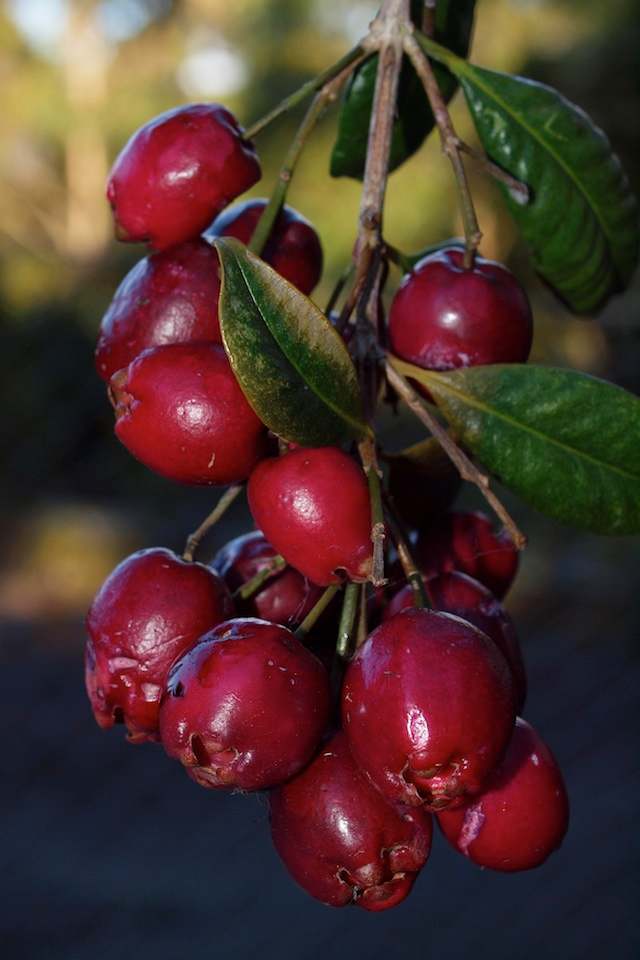 The small, fleshy, juicy and crunchy fruit of Brush Cherry (Syzygium australe) somewhat resemble small Delicious apples in their shape. They are the tastiest fruit of all the local Lilly Pillies. Image by Byron Cawthorne-McGregor.