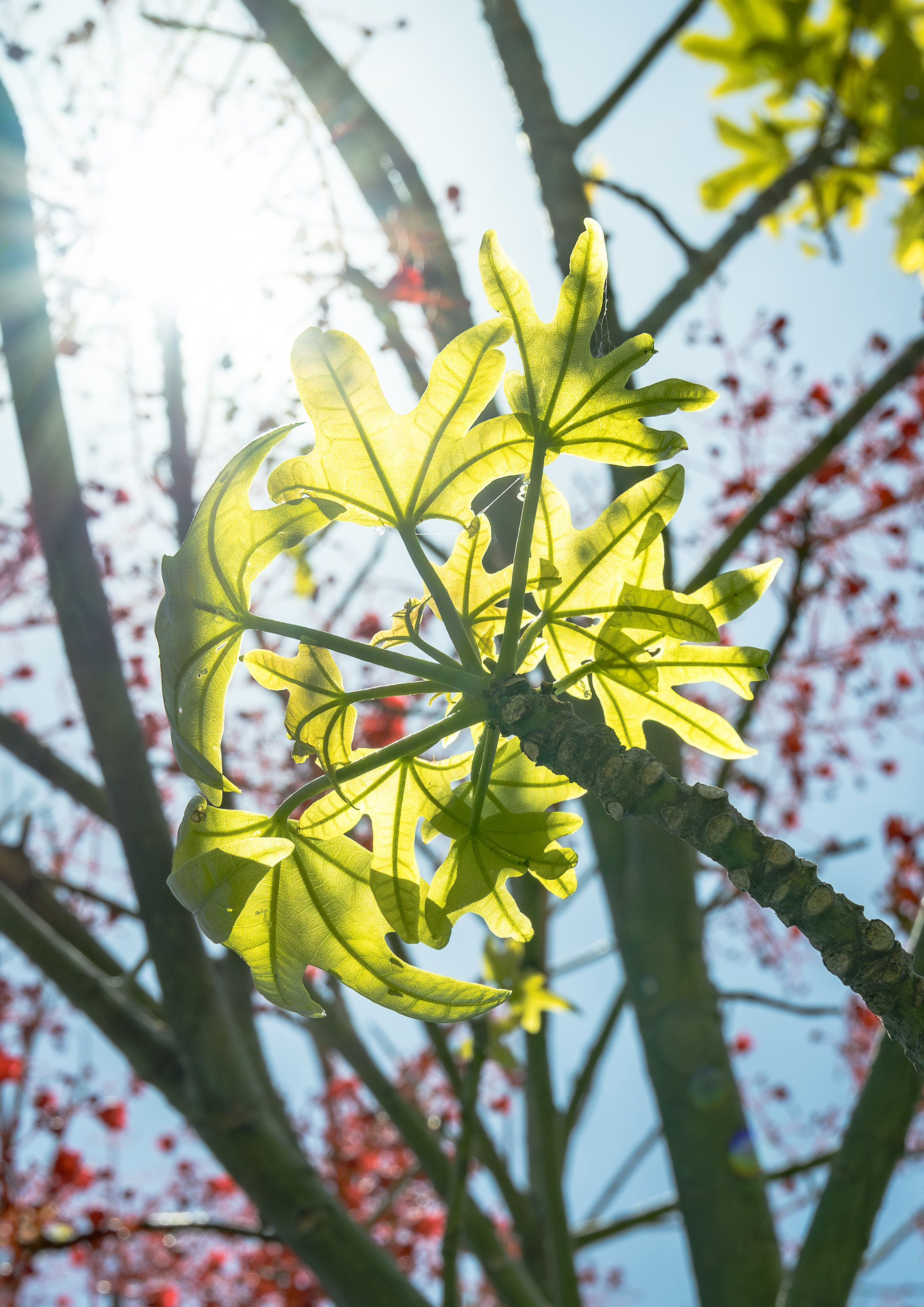 Flames in Focus: Photos capture tree changes  post image