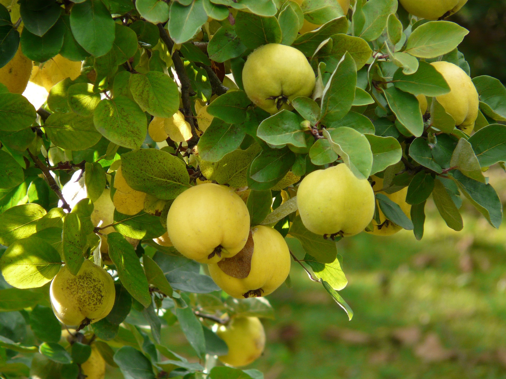 Make your own Quince Paste  post image