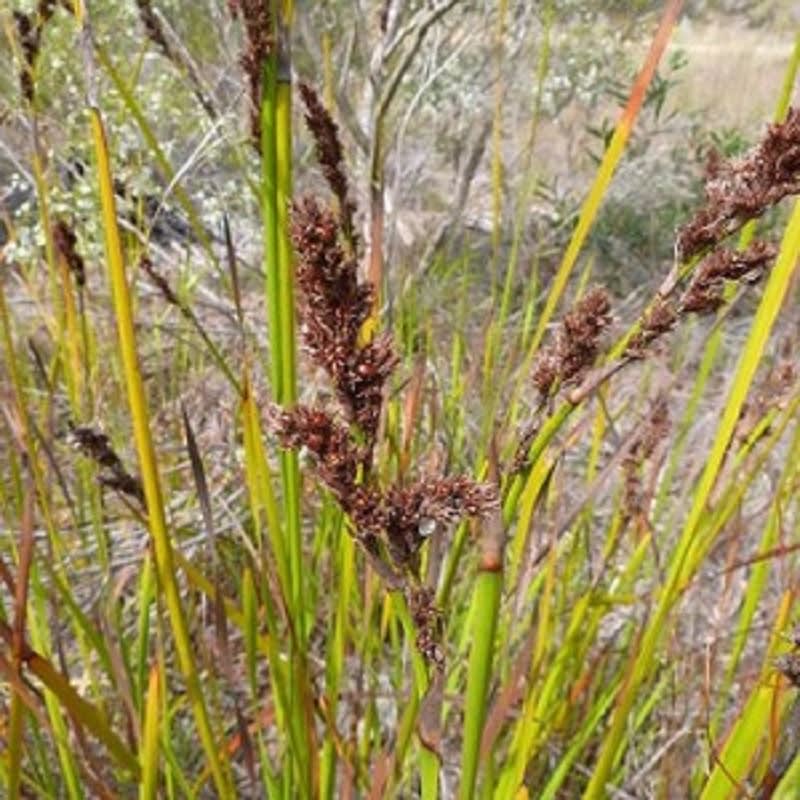 This is the flowerhead of the Pithy Sword Sedge (Lepidosperma longitudinale), which prefers more swampy conditions than L. laterale. Image by Barry Ralley. All rights reserved.
