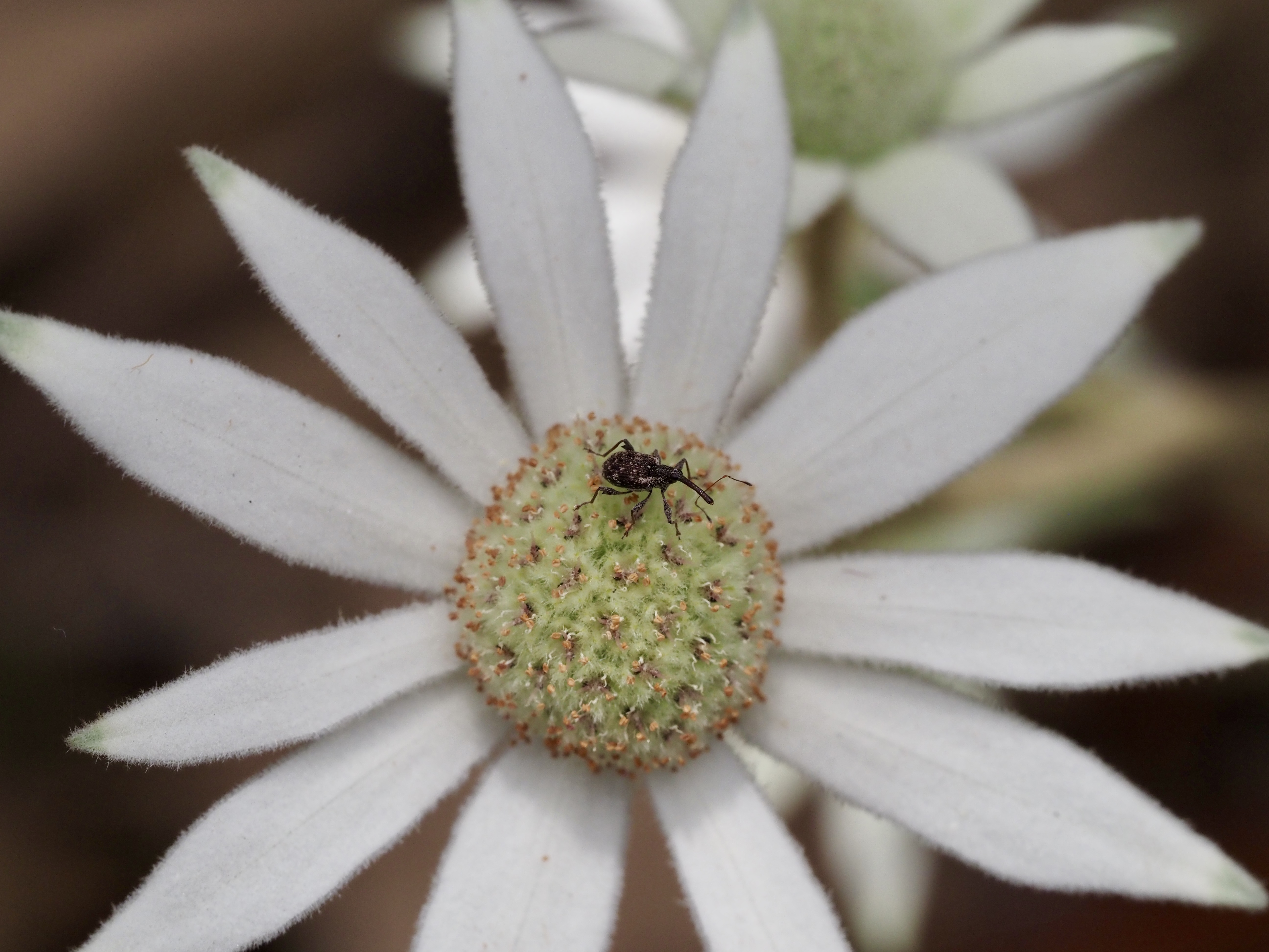 Nature Notes: A rare bloom, flannel flowers and a newly opened seed bank  post image