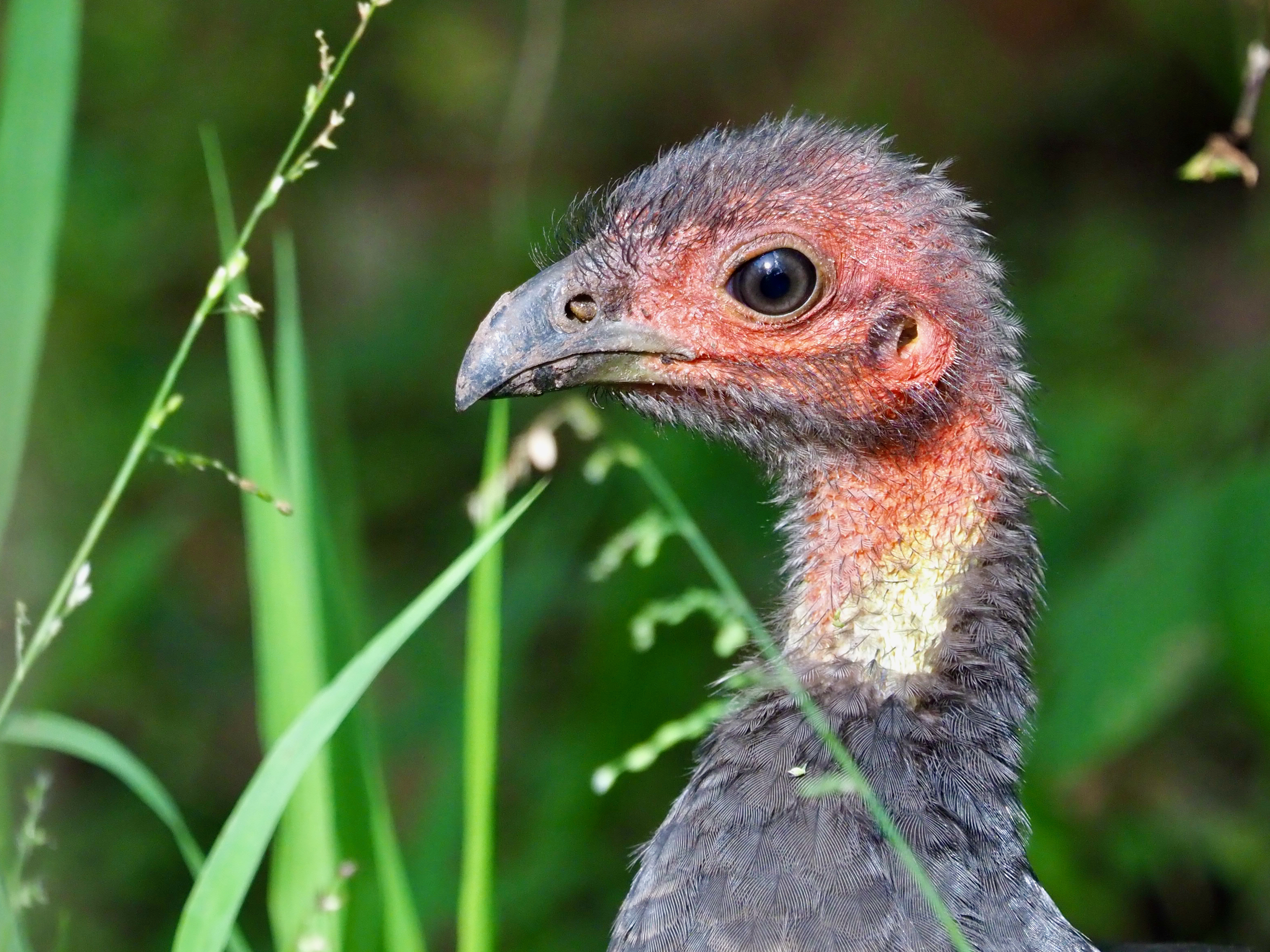 'I’ve got a soft spot for ugly animals'  post image