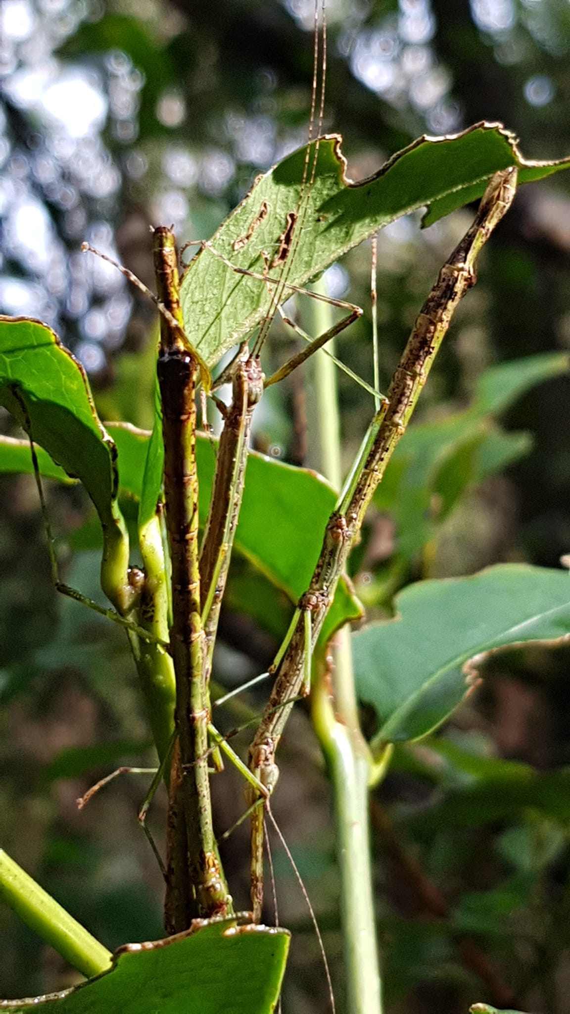 Stick insects in the Canovia genus munching happily away on Sassafras leaves. Elena Martinez, who took this photo, said that the sound of all the stick insects eating was clearly audible.