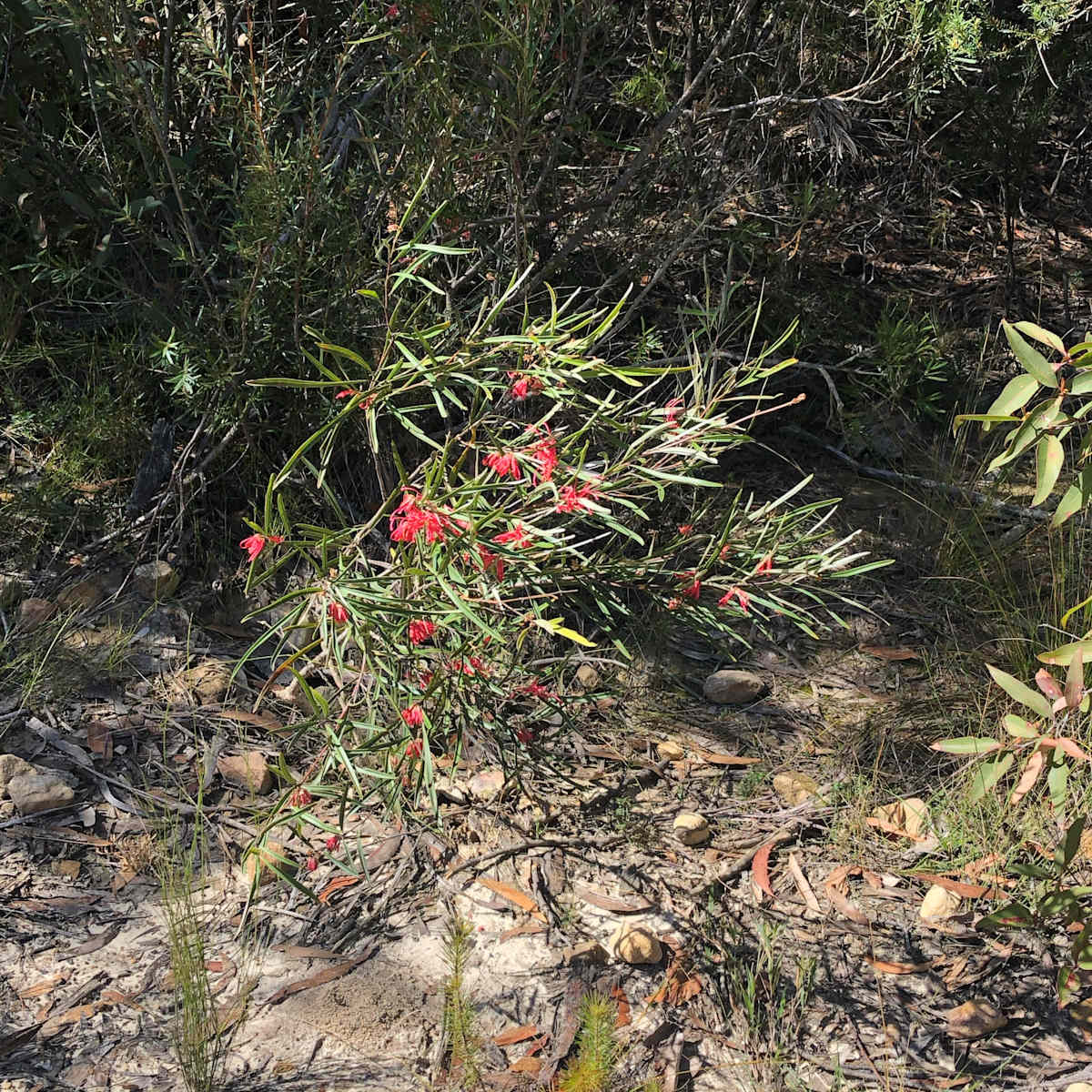 Red Spider-flower (Grevillea oleoides) is spectacular when in flower, but easy to miss when not. This plant was seen near Maddens Creek. Image by Emma Rooksby.  
